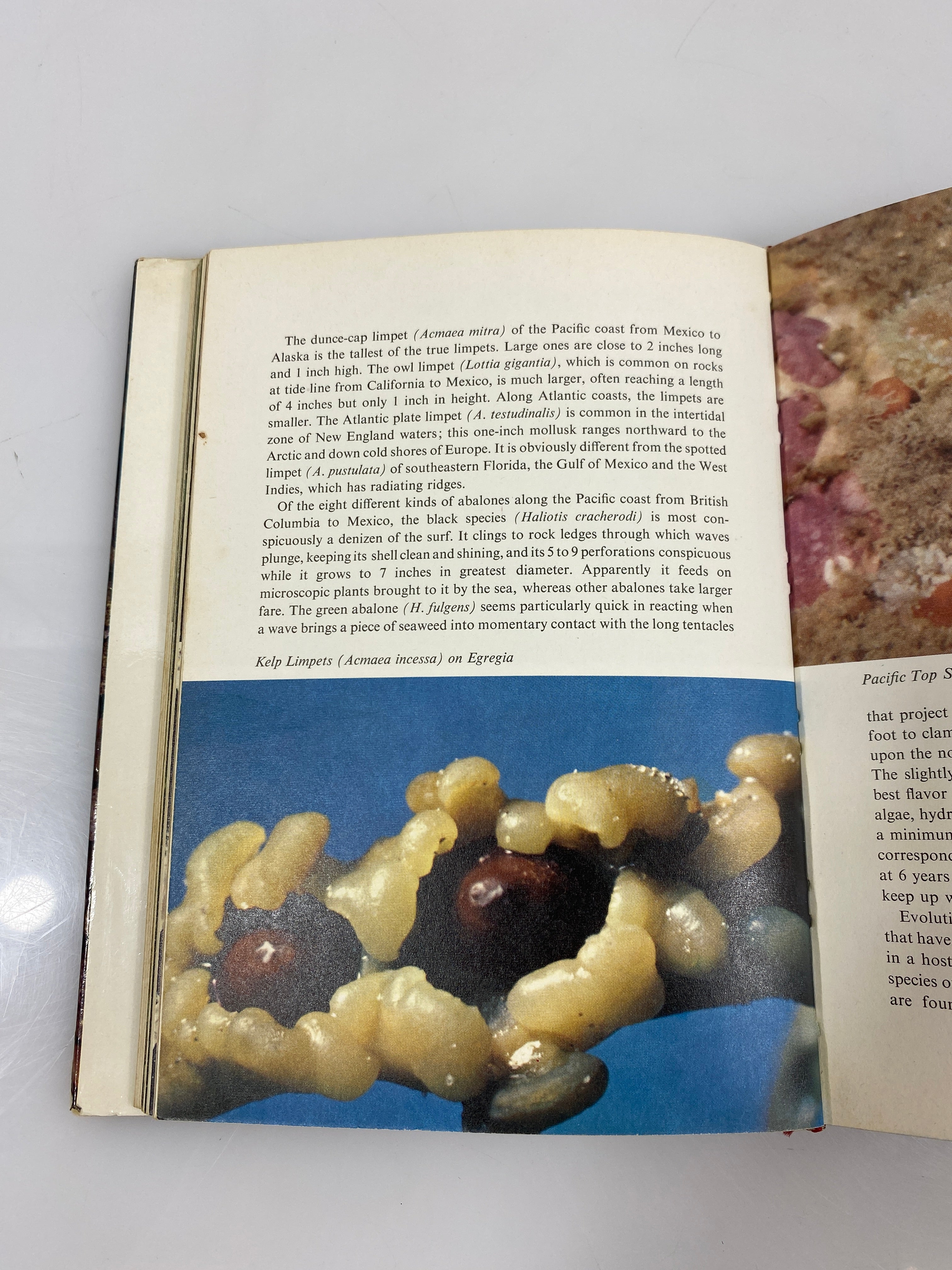 Invertebrates of North America by Milne/Milne HCDJ