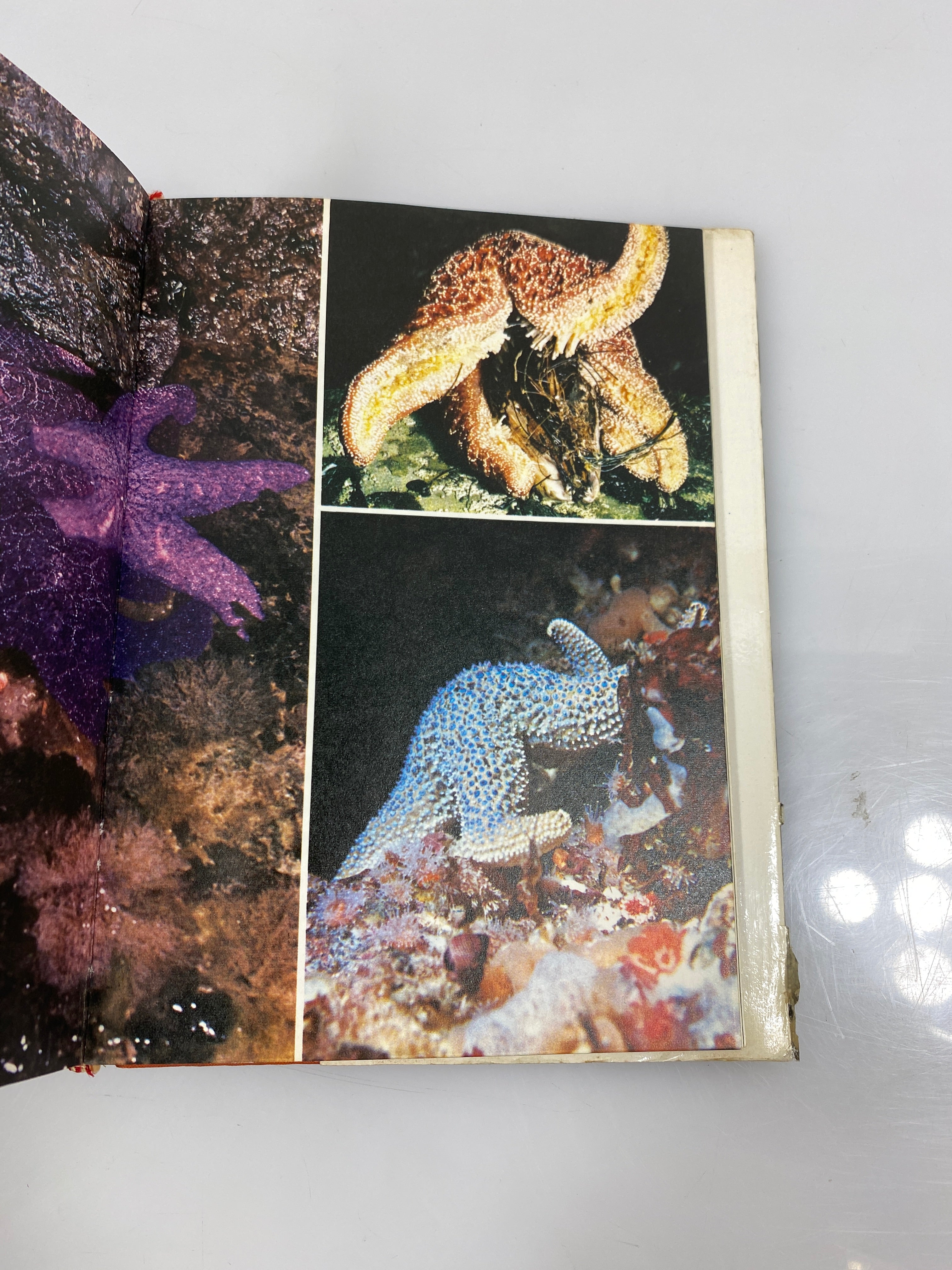 Invertebrates of North America by Milne/Milne HCDJ