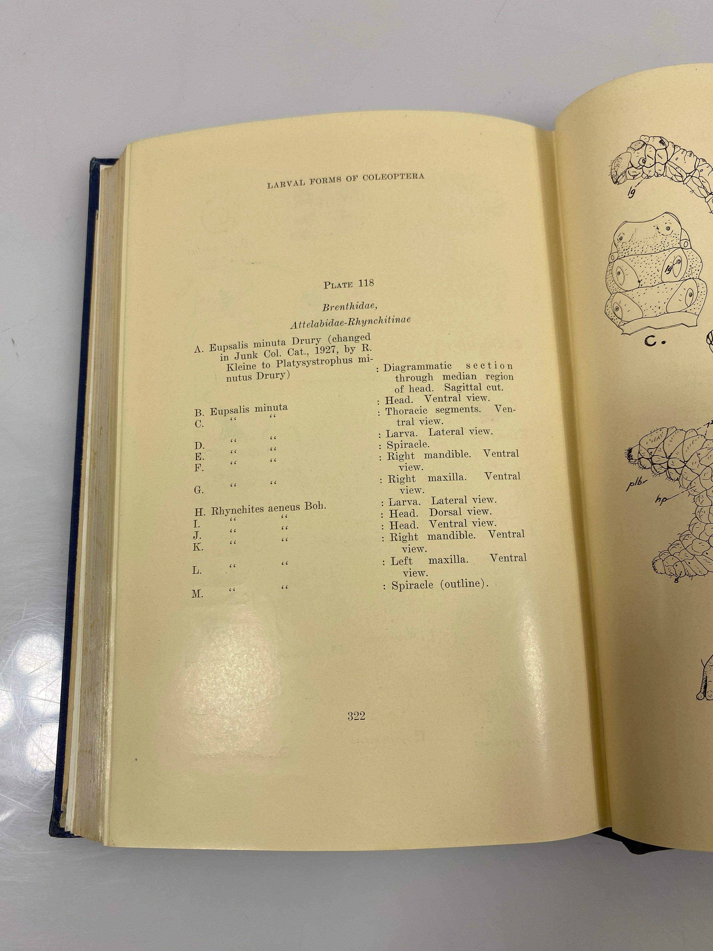 Larvae of Coleoptera by Boving/Craighead Ex-library 1931 HC