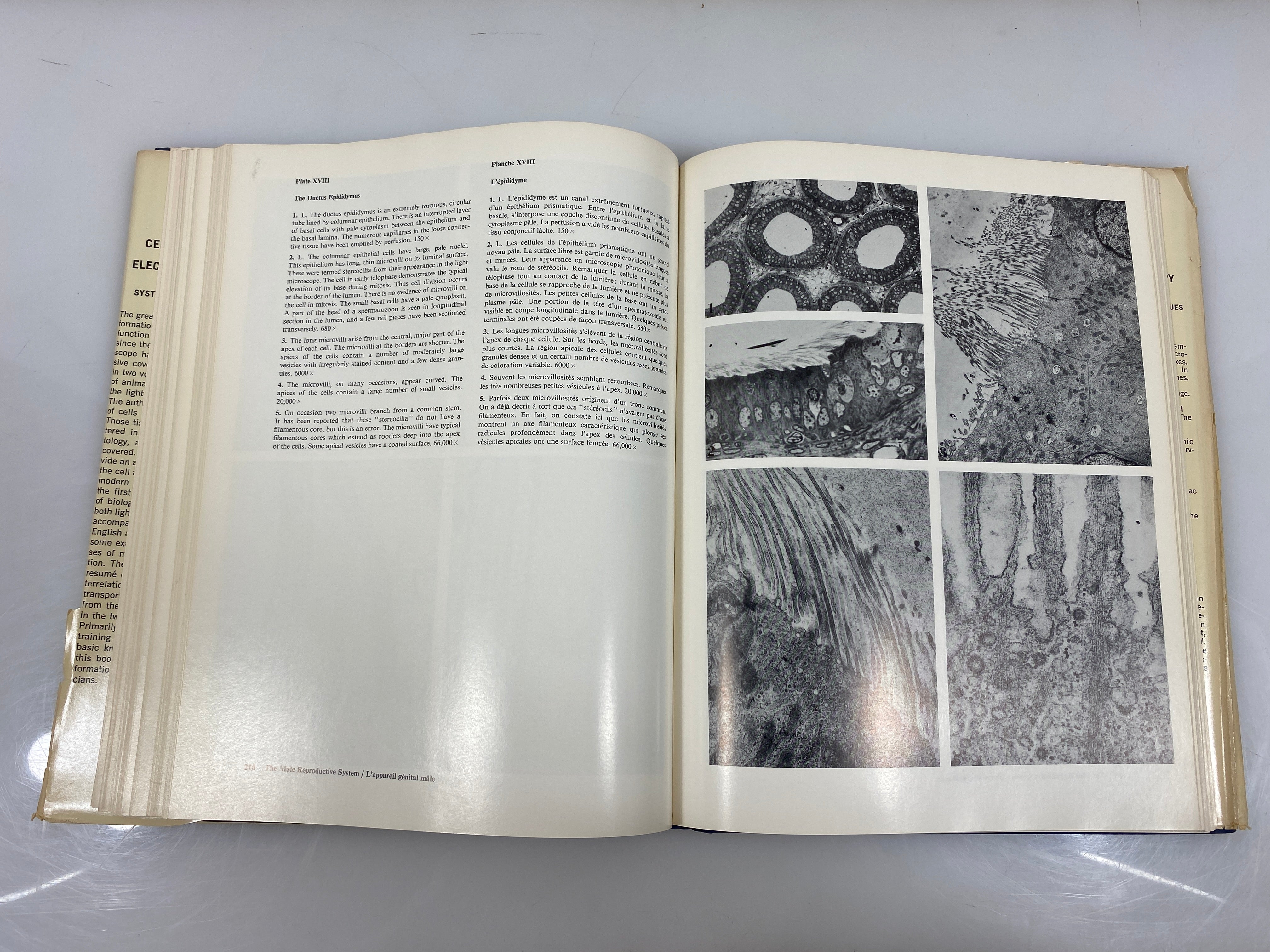 Lot of 2 Cells & Tissues by Light & Electron Microscopy 1-2 Ex-library 1970 HCDJ
