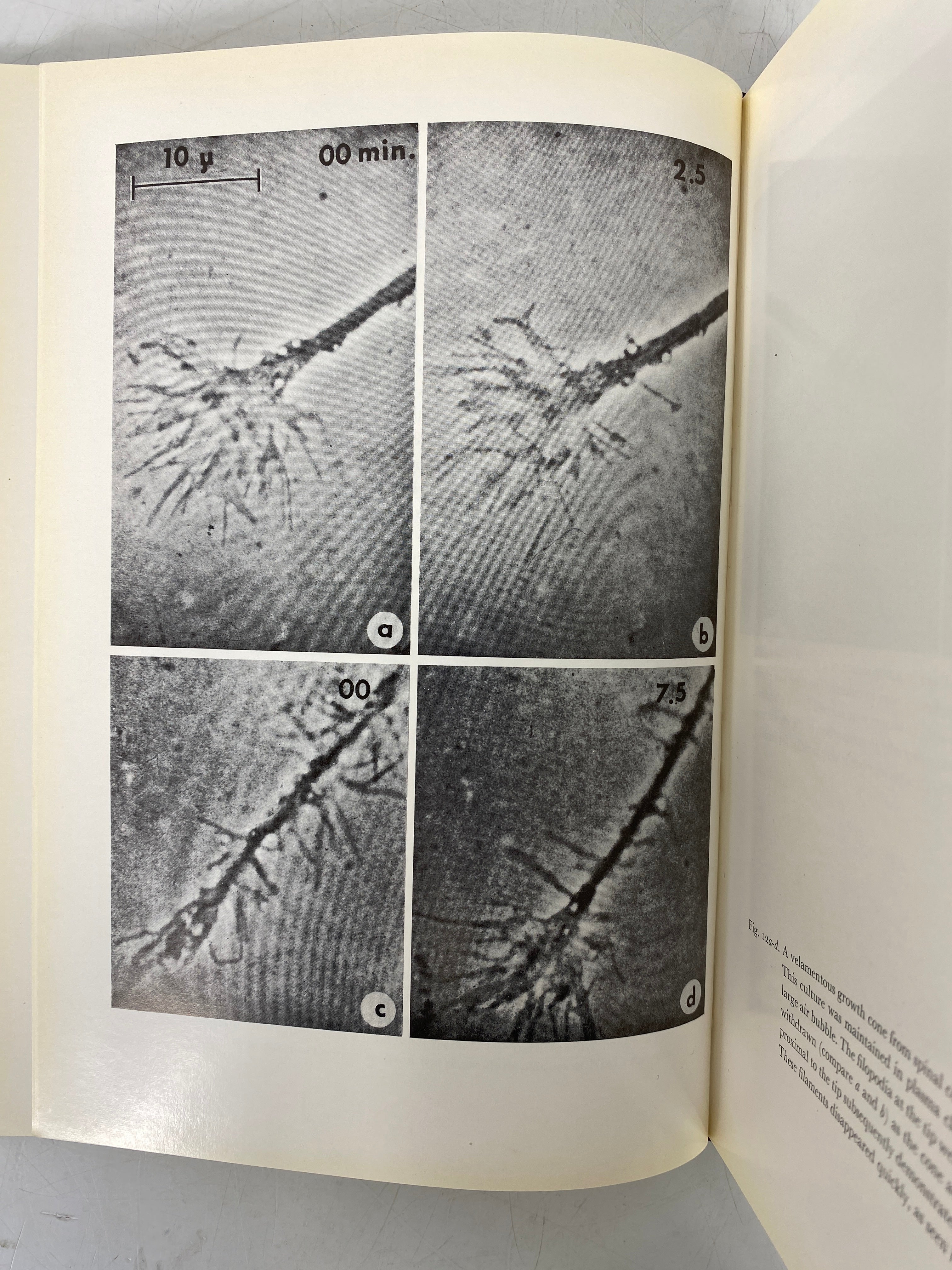 Lot of 2: The Neuron/Applied Neurochemistry 1967-1968 HC