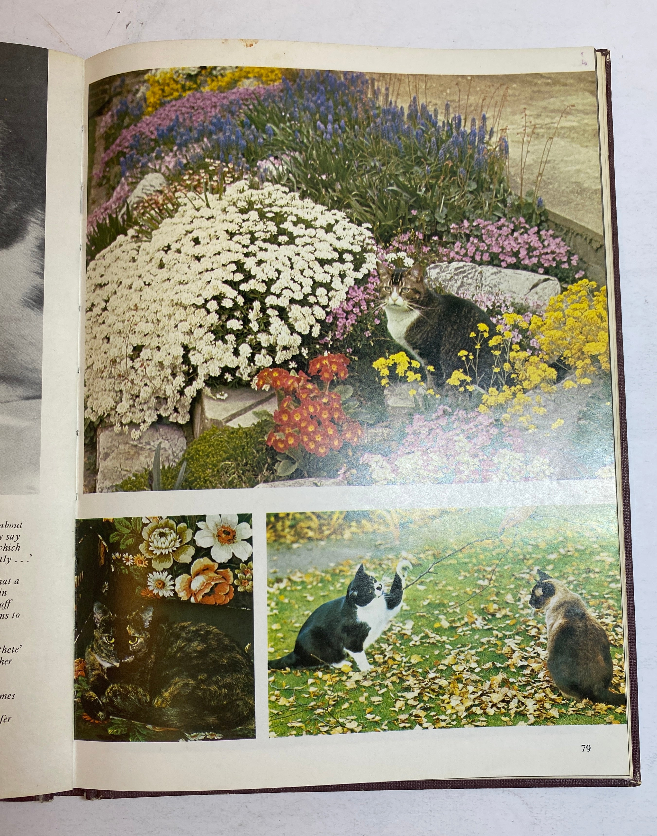 Lot of 2: The Treasury of Dogs/The Treasury of Cats 1964-72 Vintage HC