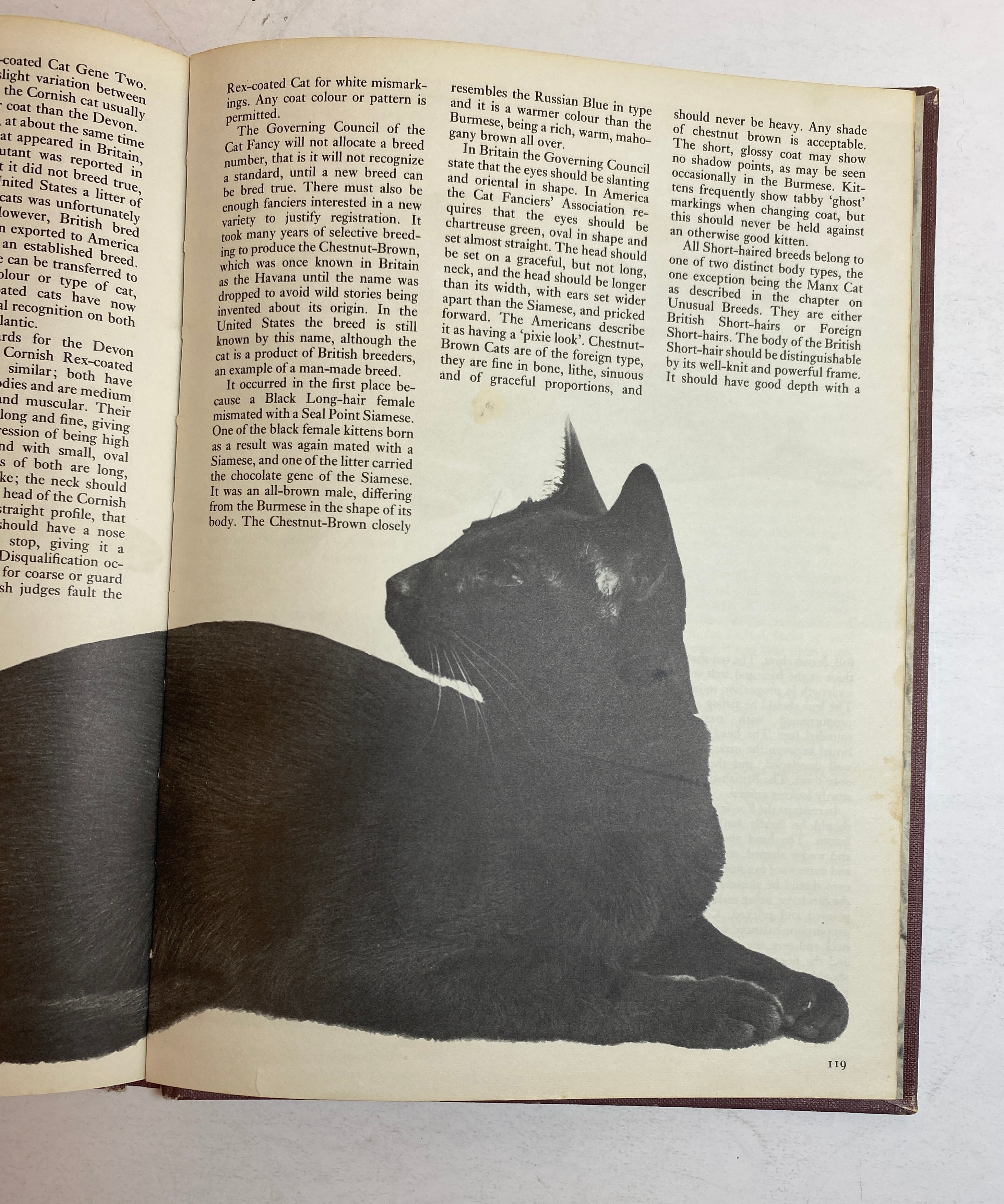 Lot of 2: The Treasury of Dogs/The Treasury of Cats 1964-72 Vintage HC