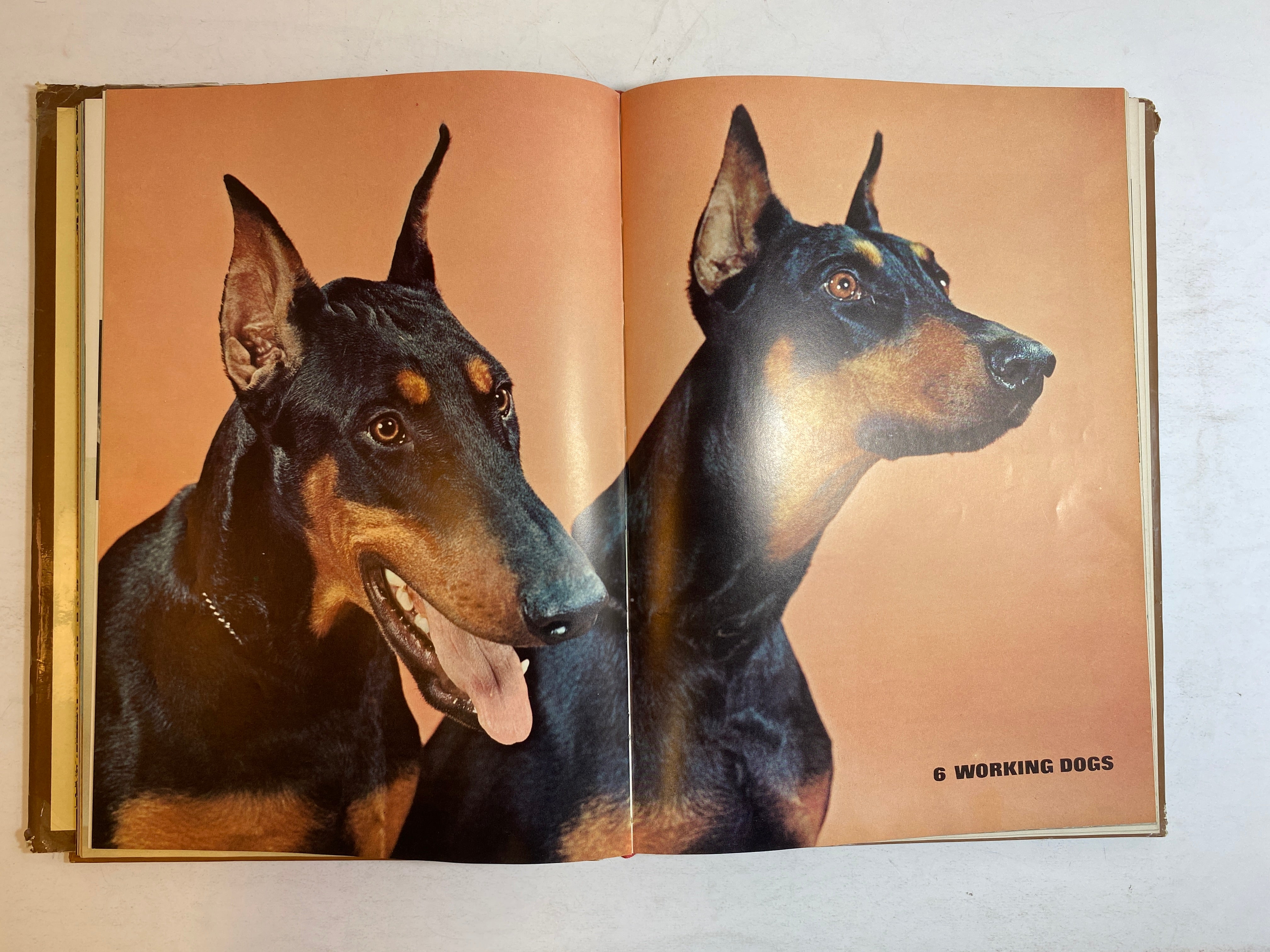 Lot of 2: The Treasury of Dogs/The Treasury of Cats 1964-72 Vintage HC