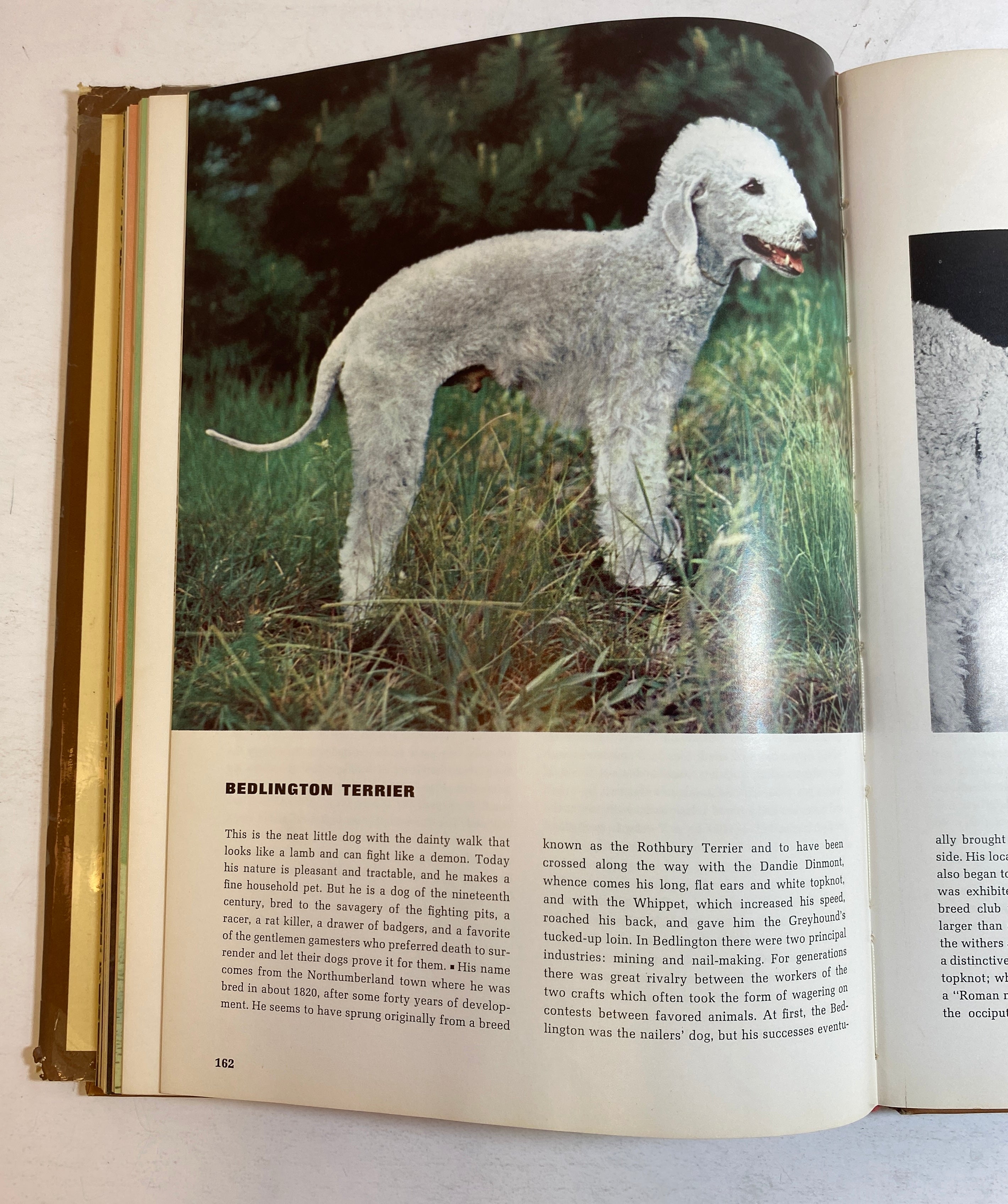 Lot of 2: The Treasury of Dogs/The Treasury of Cats 1964-72 Vintage HC