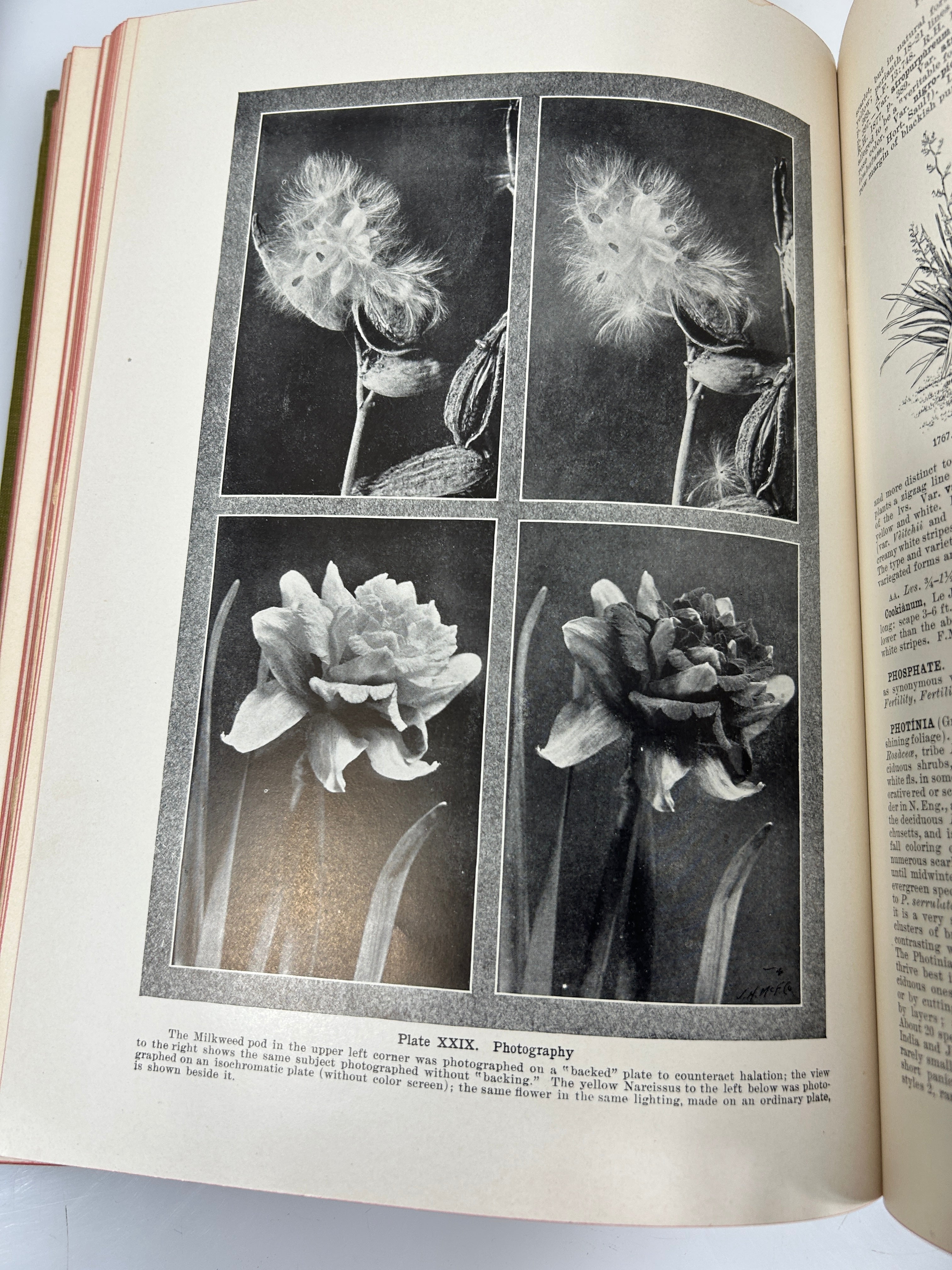 Lot of 3: Cyclopedia of American Horticulture E-M, N-Q, R-Z Bailey HC 1910