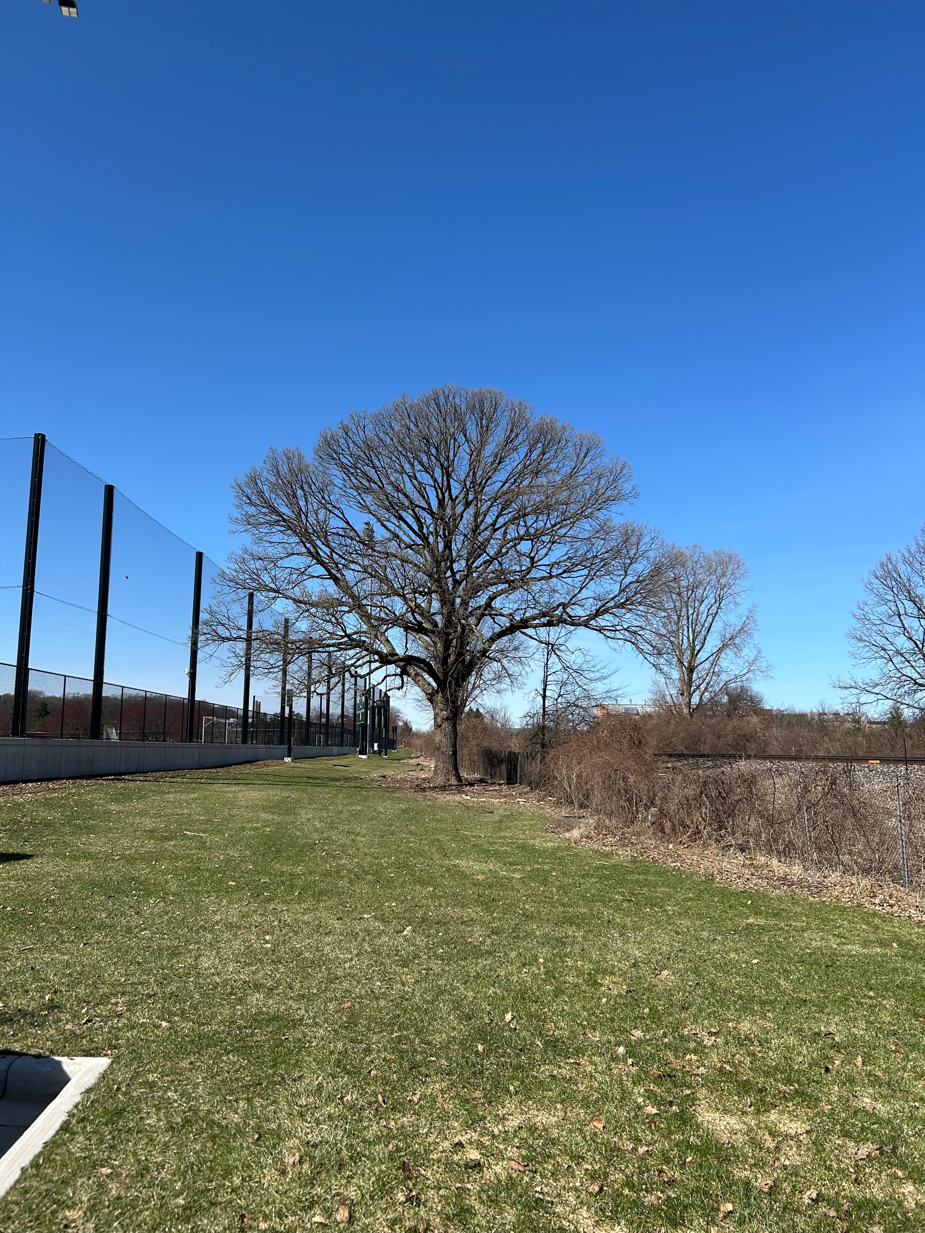 MSU Heritage Tree Bur Oak 7 Gal.
