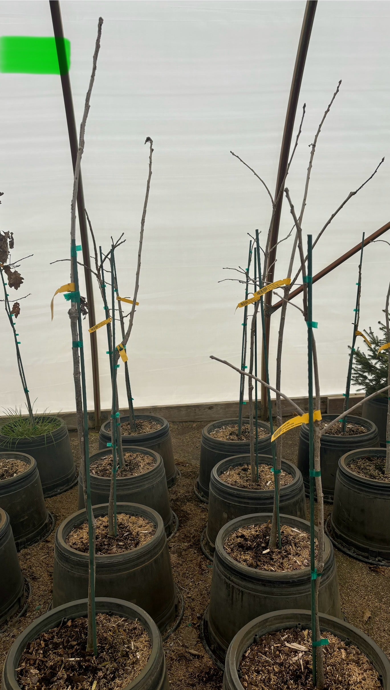 MSU Heritage Tree Bur Oak 7 Gal.