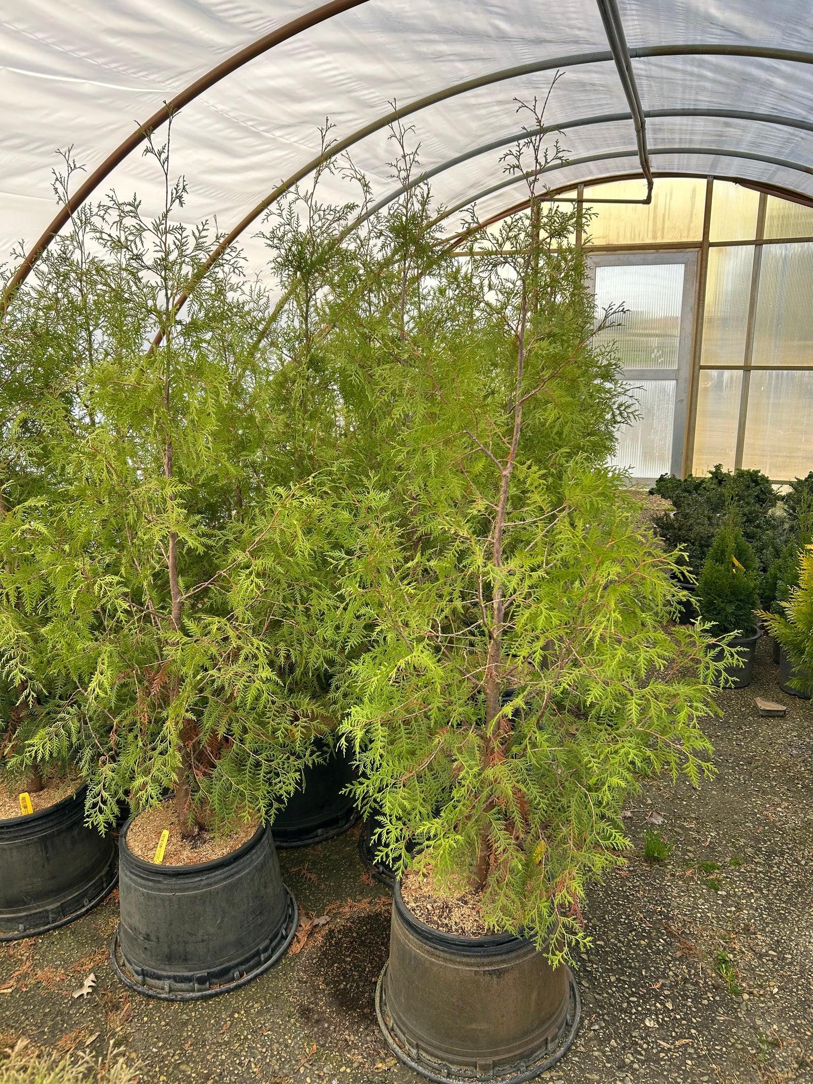 MSU Heritage Tree Eastern Arborvitae 7 Gal. – MSU Surplus Store