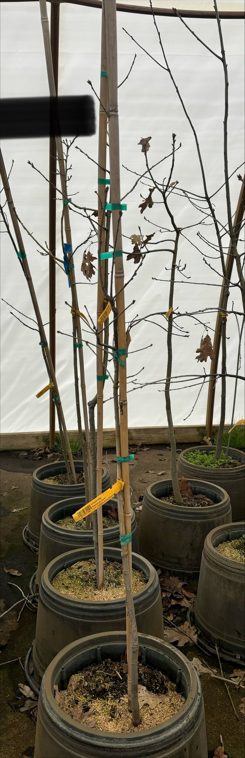MSU Heritage Tree Shumard Oak 7 Gal.