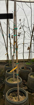 MSU Heritage Tree Shumard Oak 7 Gal.