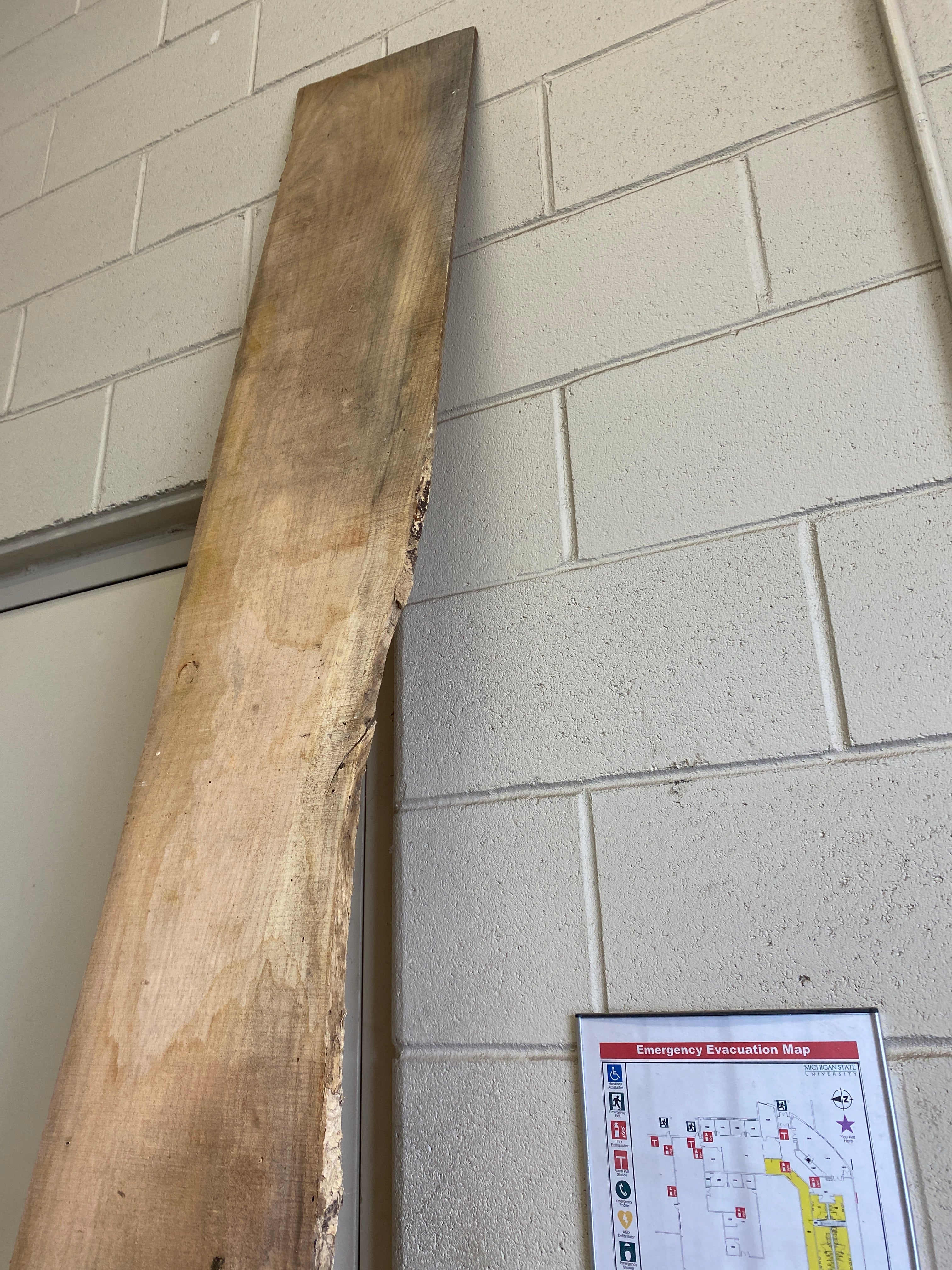 MSU Shadows Flat Board Unknown Species Slab Wood #14