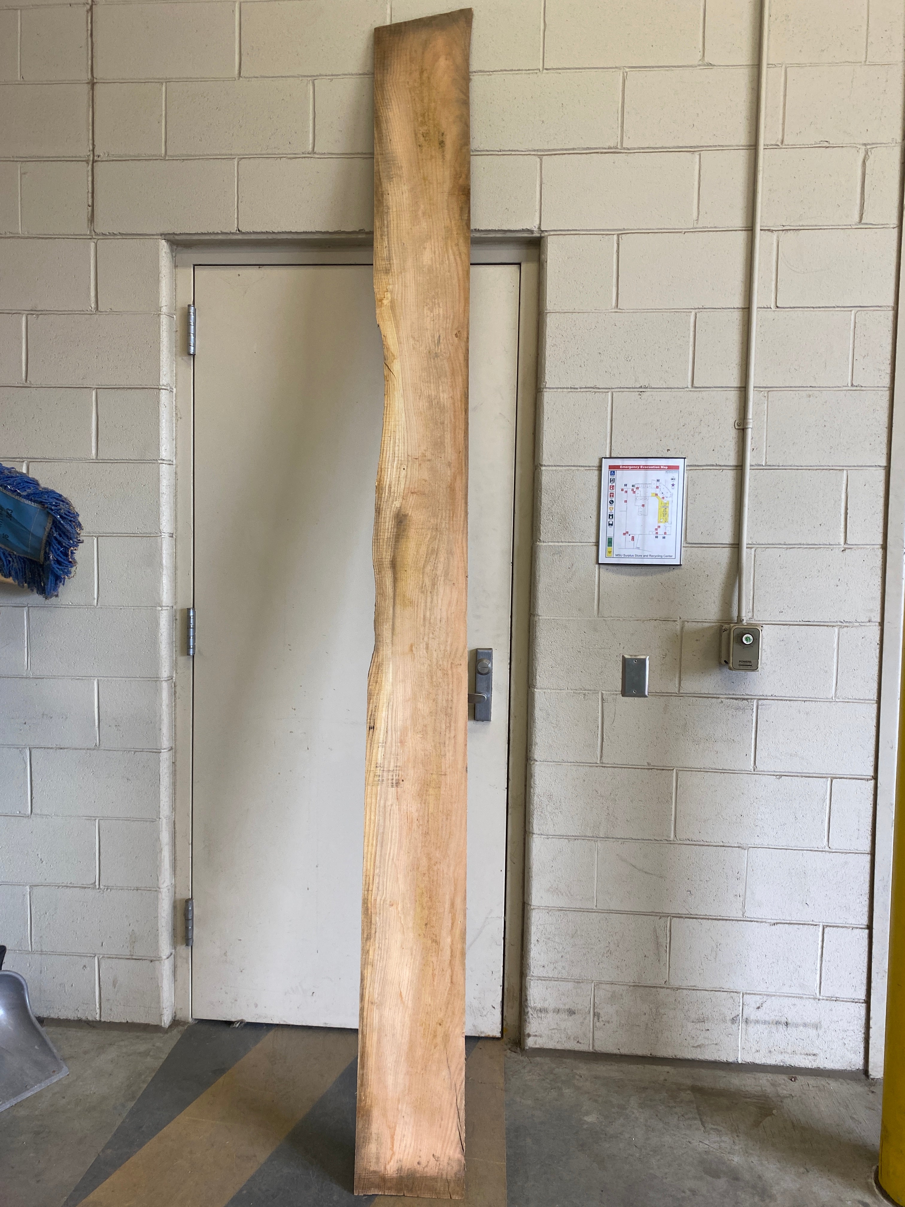 MSU Shadows Flat Board Unknown Species Slab Wood #14