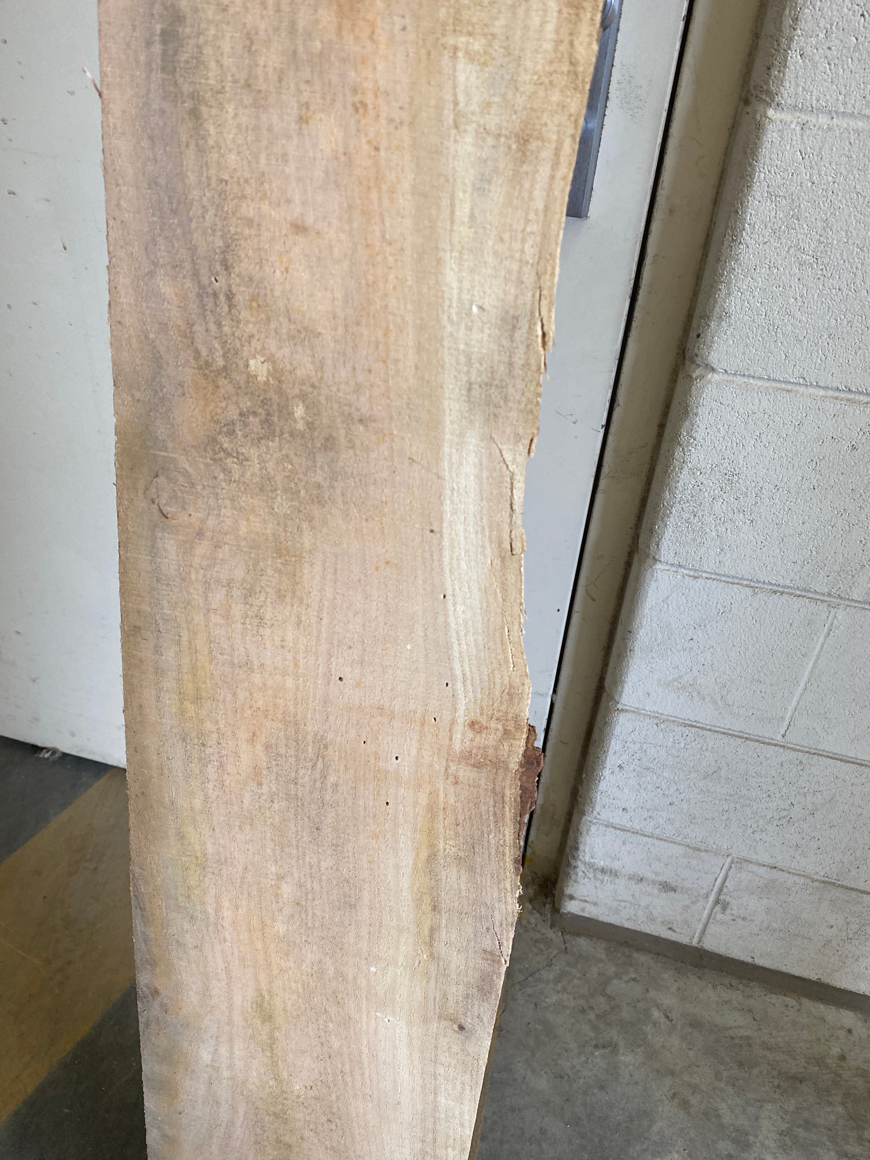 MSU Shadows Flat Board Unknown Species Slab Wood #17