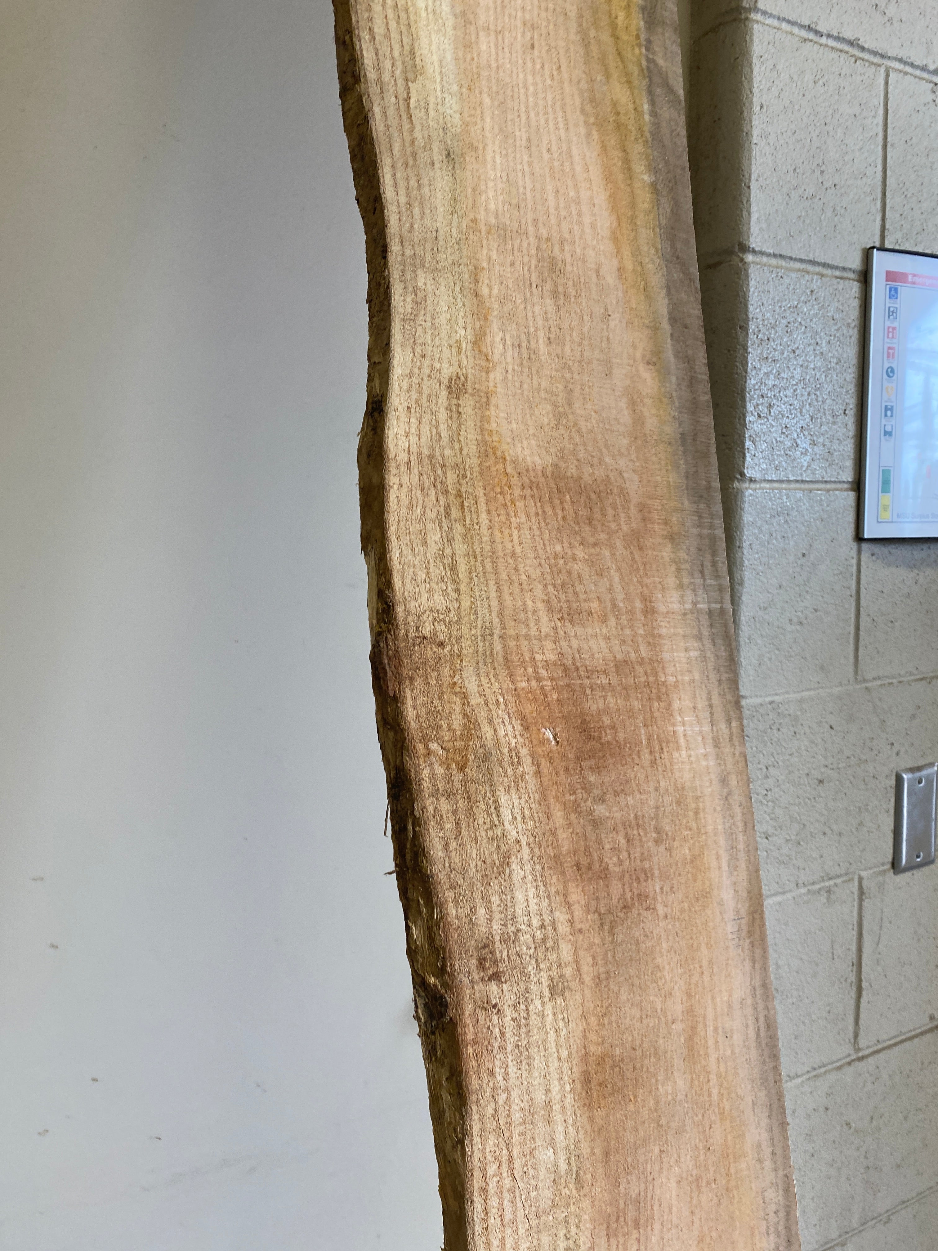 MSU Shadows Flat Board Unknown Species Slab Wood #17