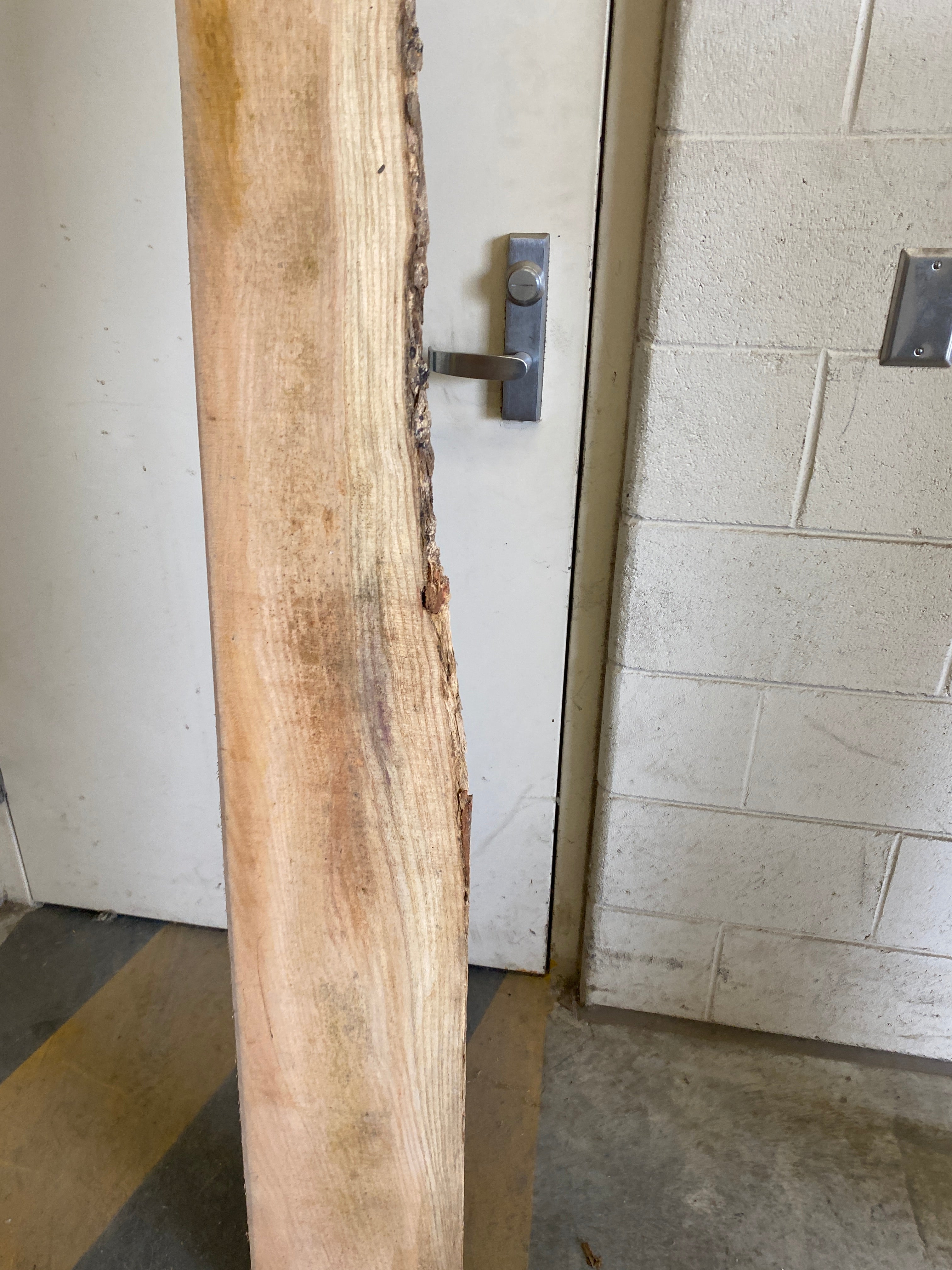 MSU Shadows Flat Board Unknown Species Slab Wood #23