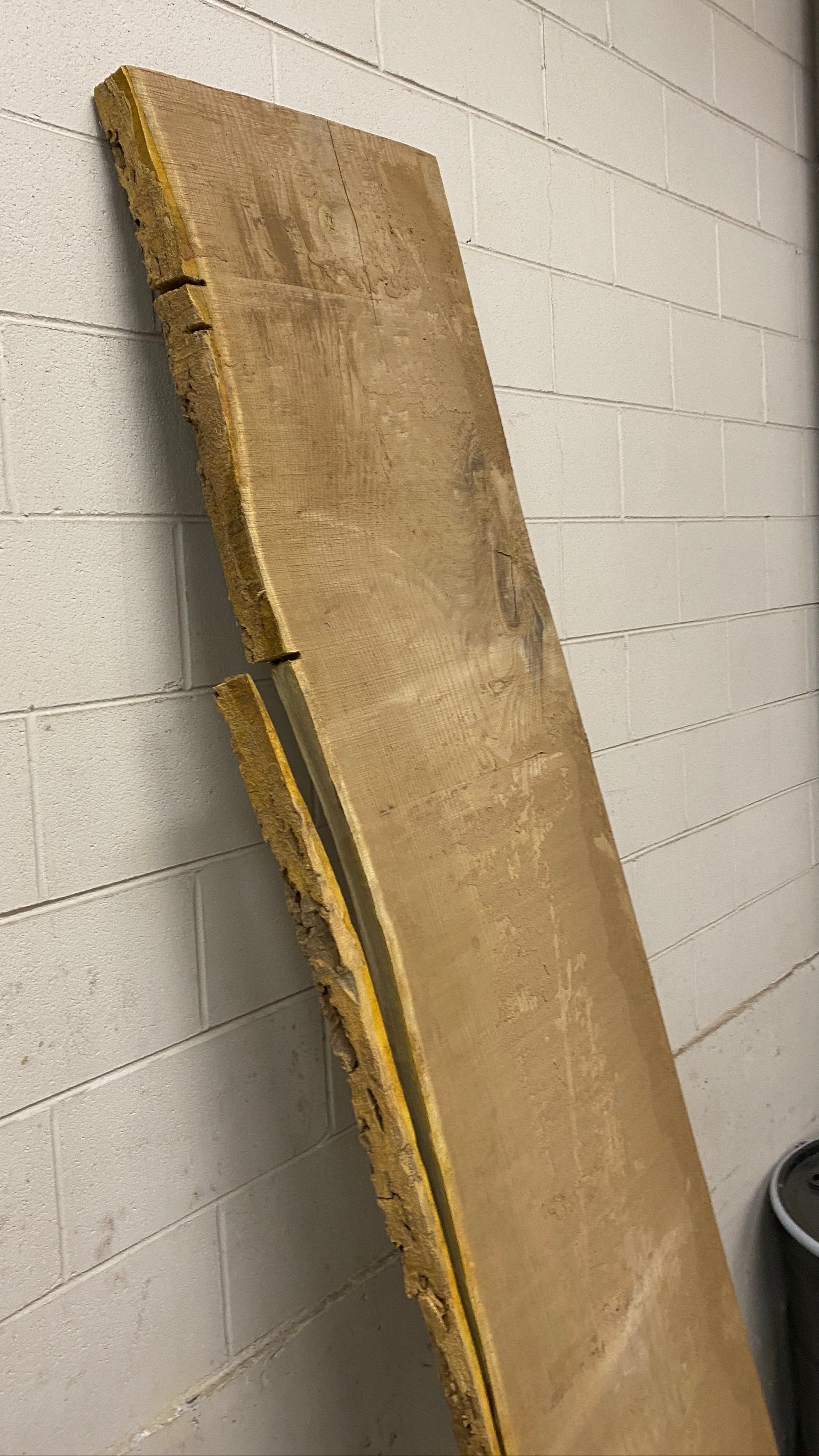 MSU Shadows Live Edge Cork Wood #4