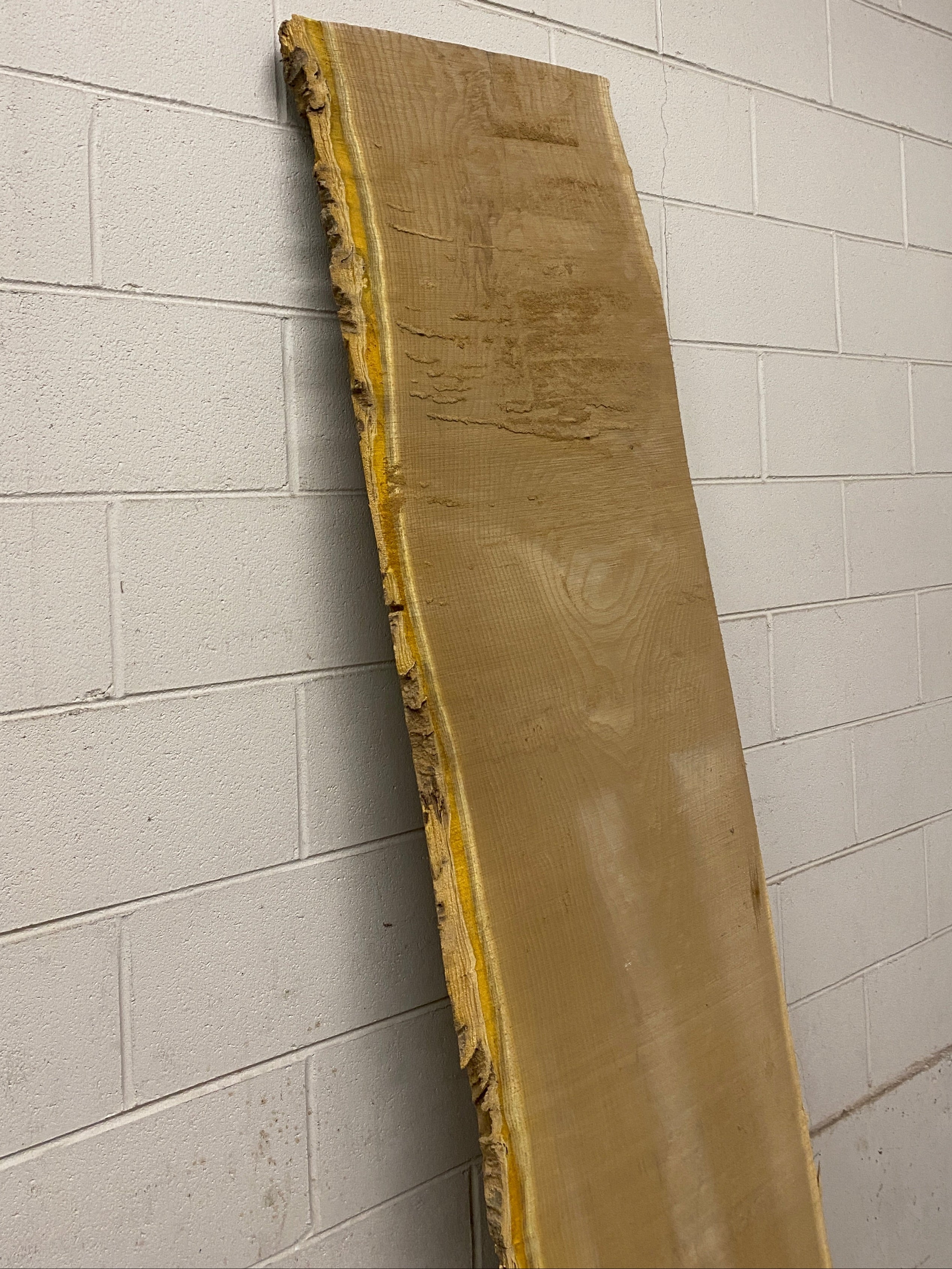 MSU Shadows Live Edge Cork Wood #5