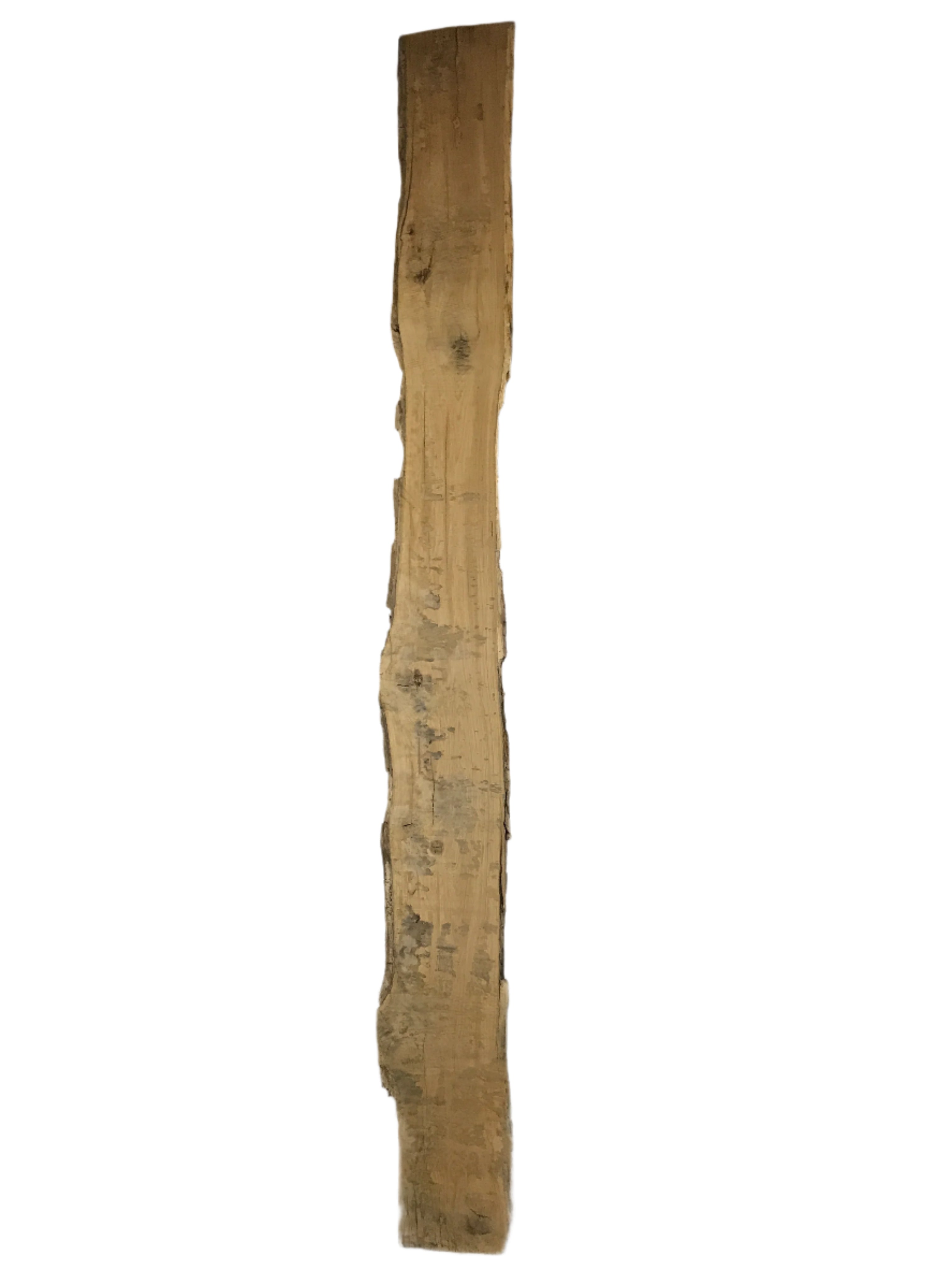 MSU Shadows Live Edge Oak Slab Wood 138.5" x 12.5"