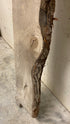 MSU Shadows Live Edge Unknown Species Slab Wood #2