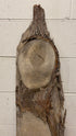 MSU Shadows Live Edge Unknown Species Slab Wood #2
