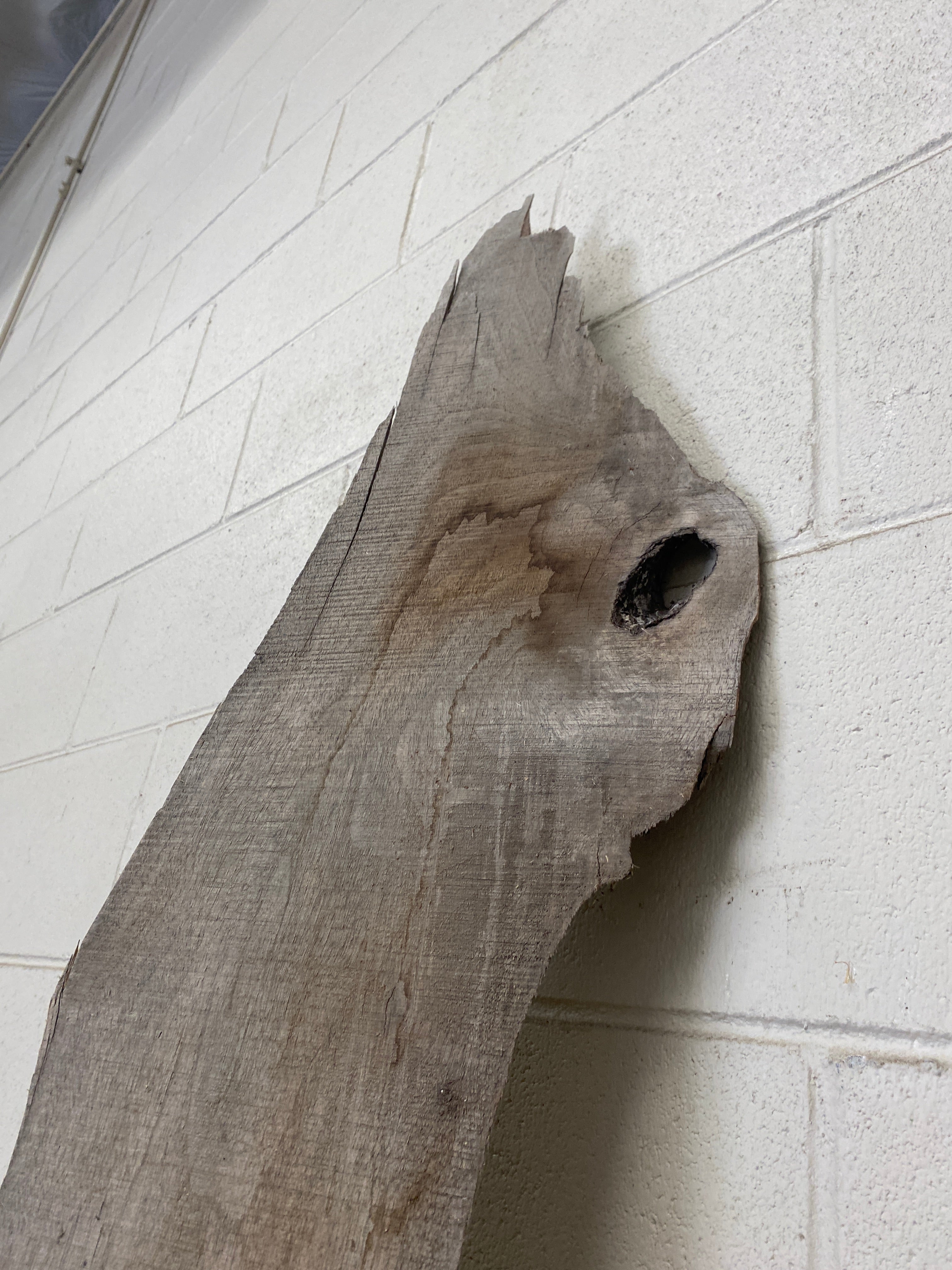 MSU Shadows Live Edge Unknown Species Slab Wood #26