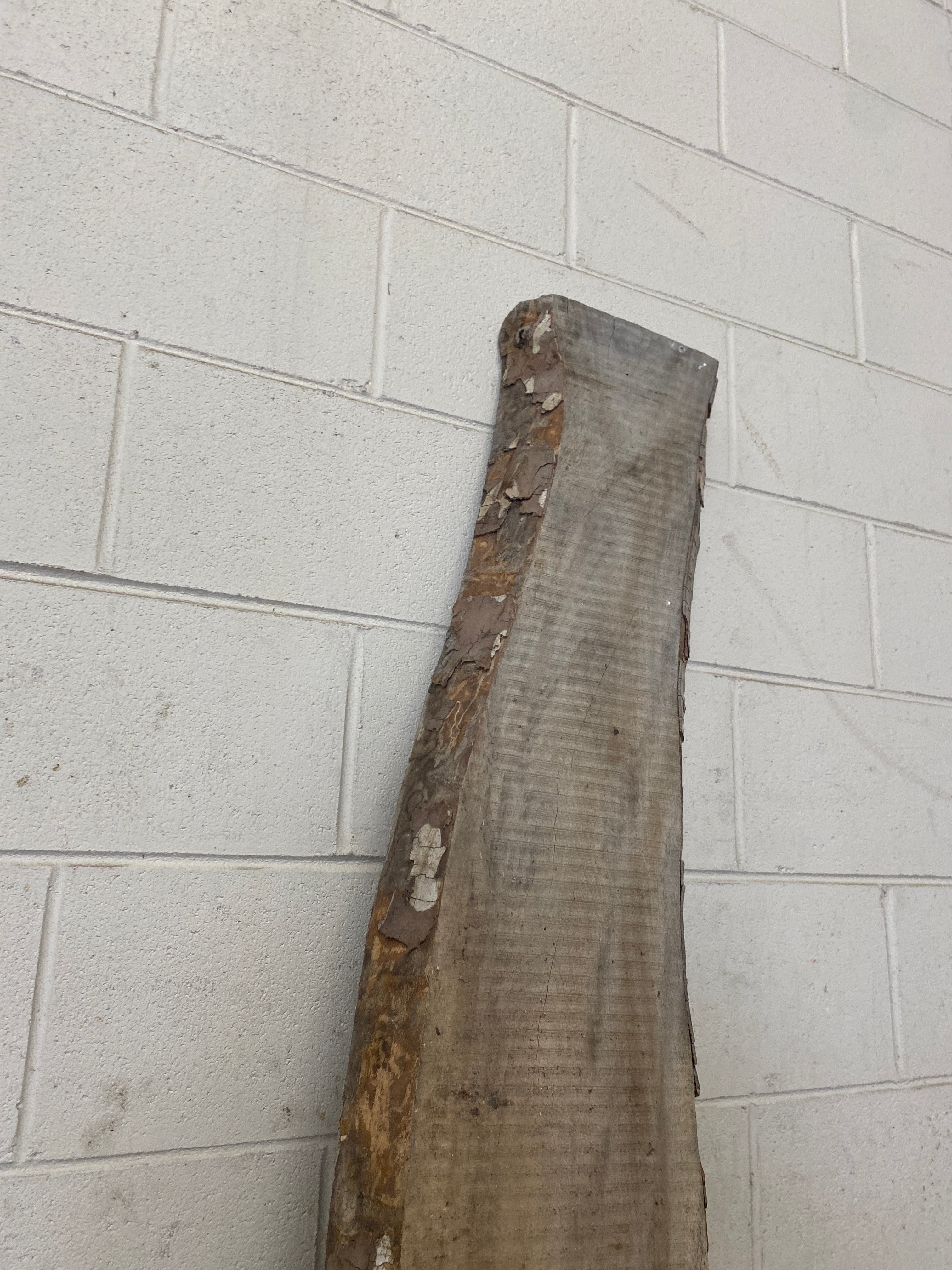 MSU Shadows Live Edge Unknown Species Slab Wood #28