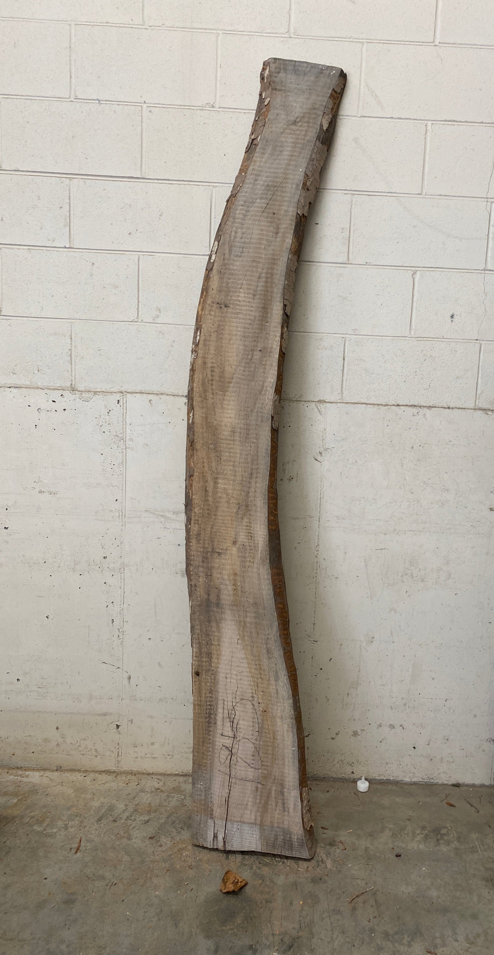 MSU Shadows Live Edge Unknown Species Slab Wood #28