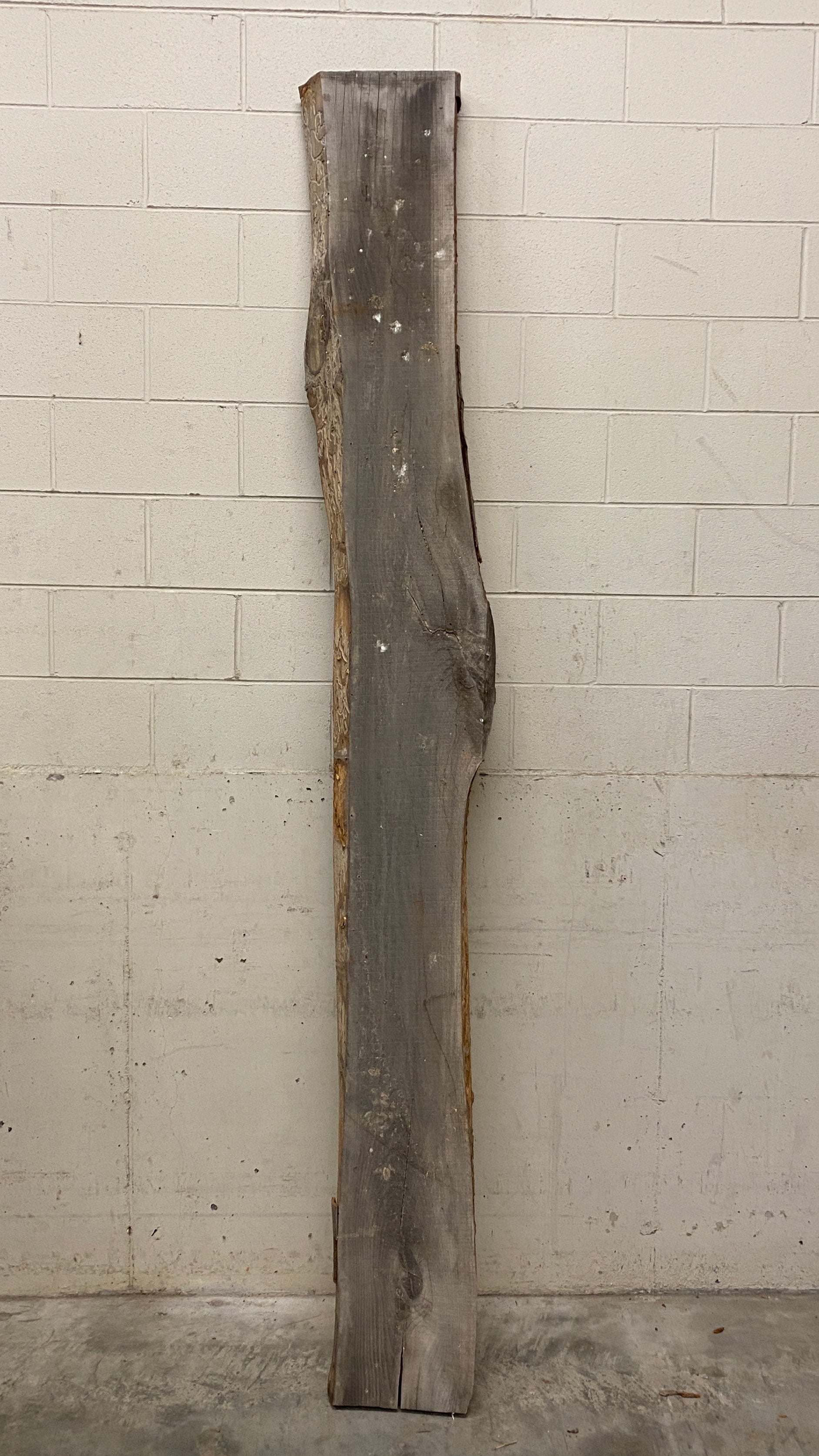 MSU Shadows Live Edge Unknown Species Slab Wood #3