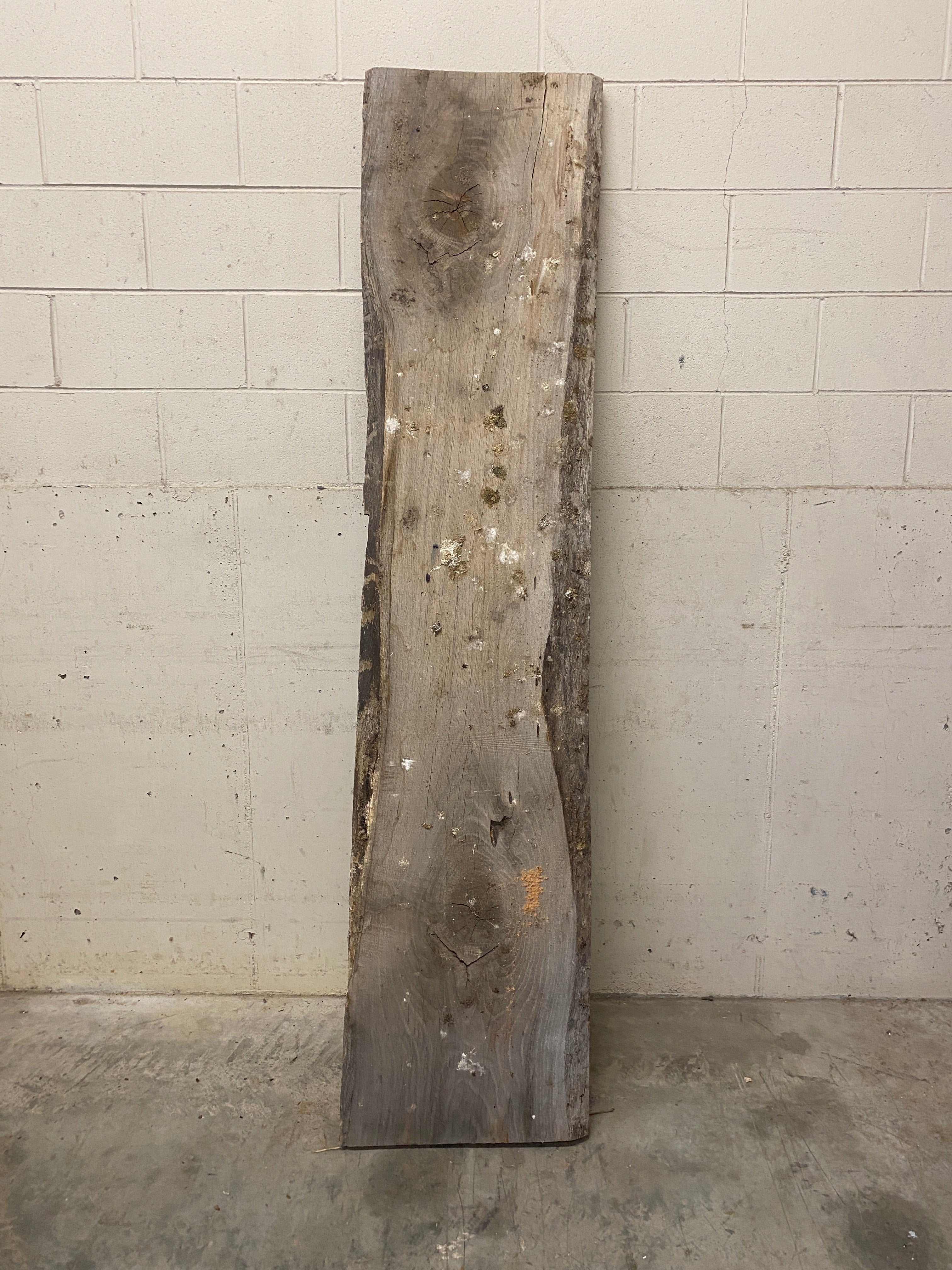 MSU Shadows Live Edge Unknown Species Slab Wood #6