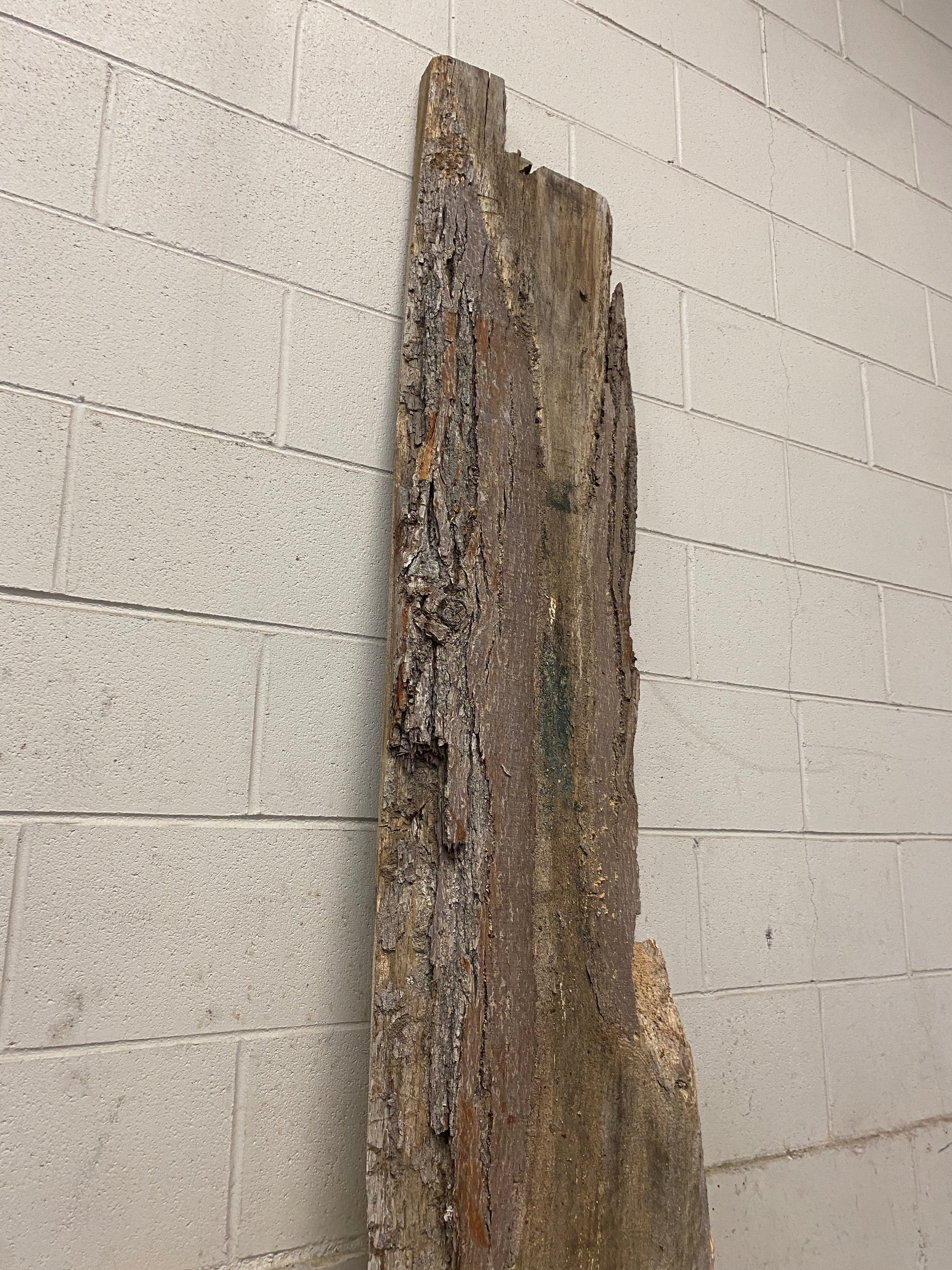 MSU Shadows Live Edge Unknown Species Slab Wood #7