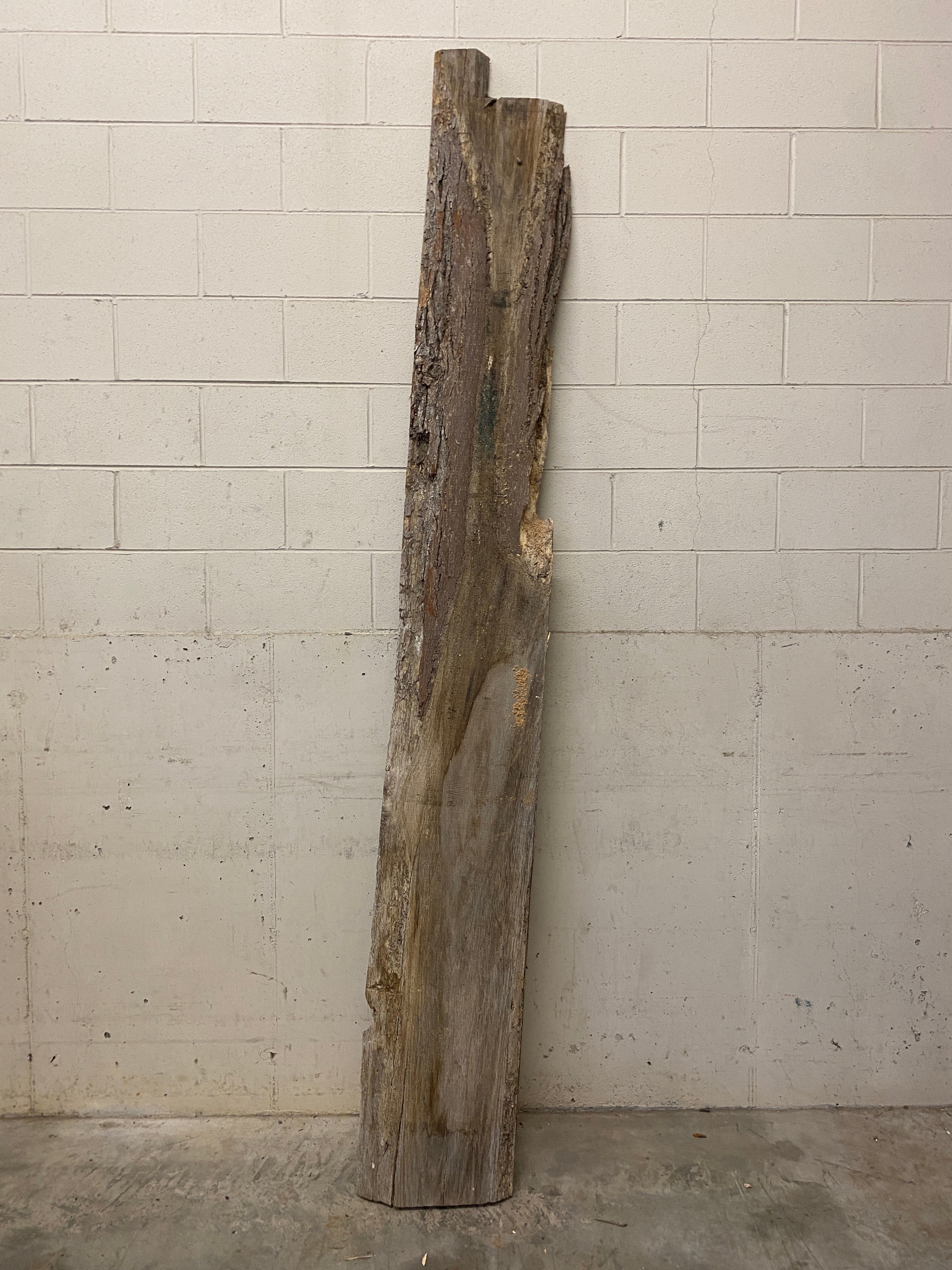 MSU Shadows Live Edge Unknown Species Slab Wood #7