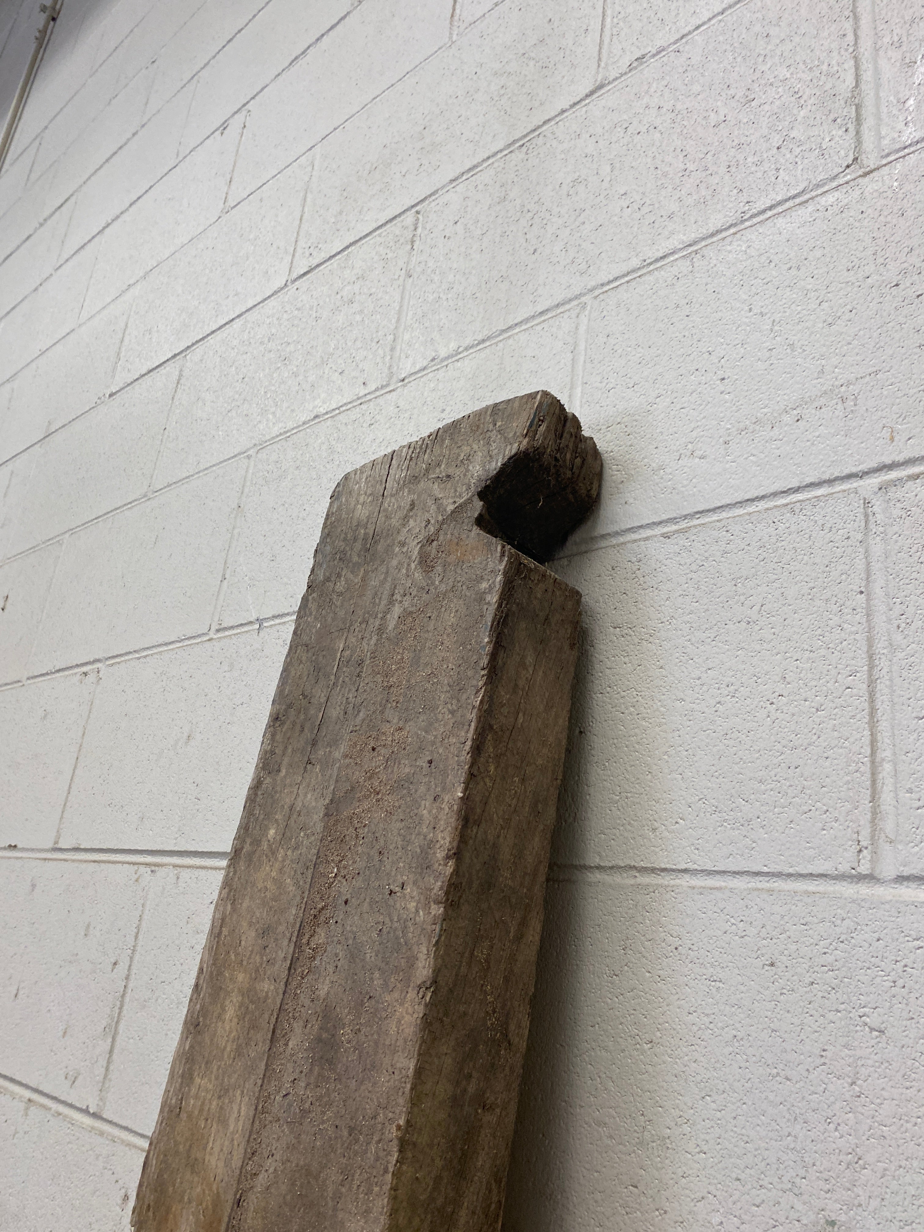 MSU Shadows Unknown Species Slab Wood #20