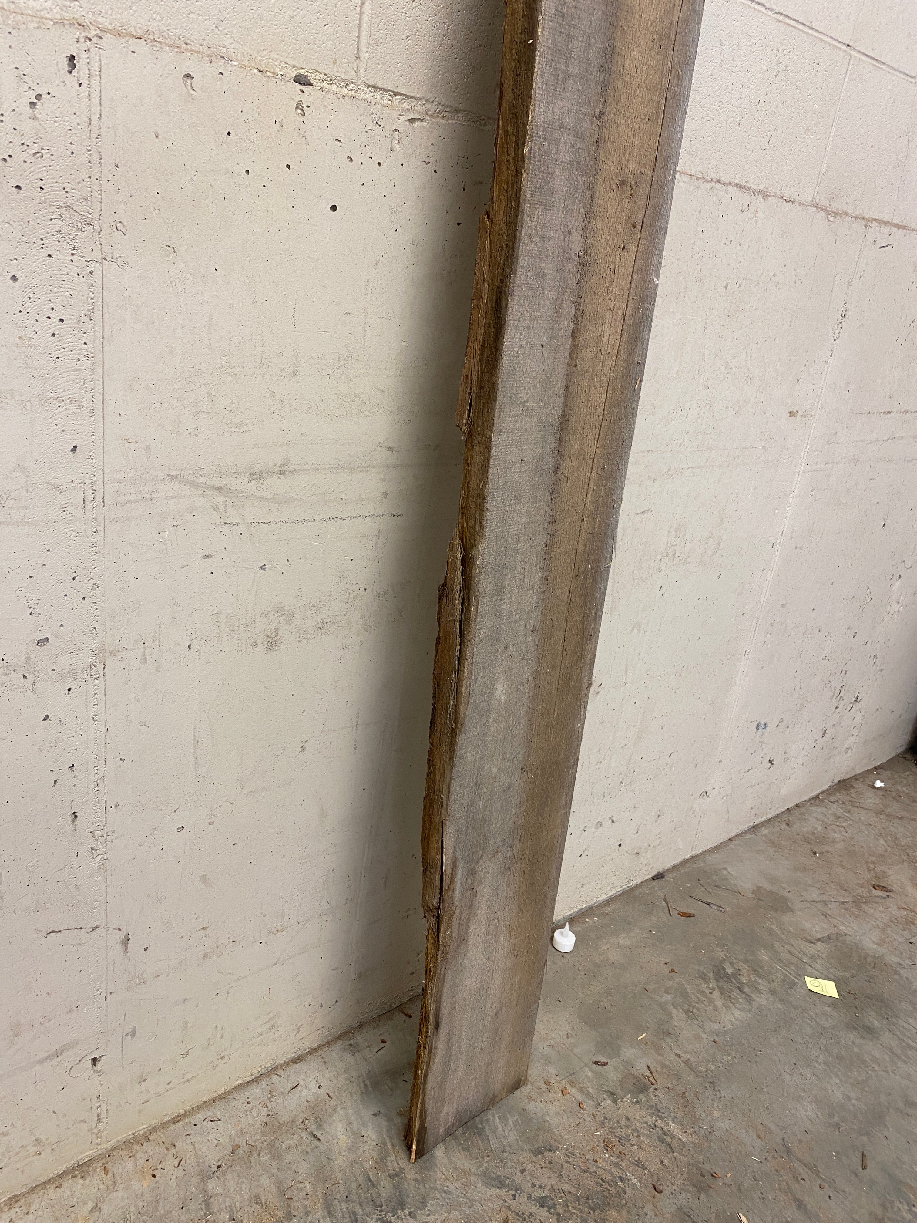 MSU Shadows Unknown Species Slab Wood #23