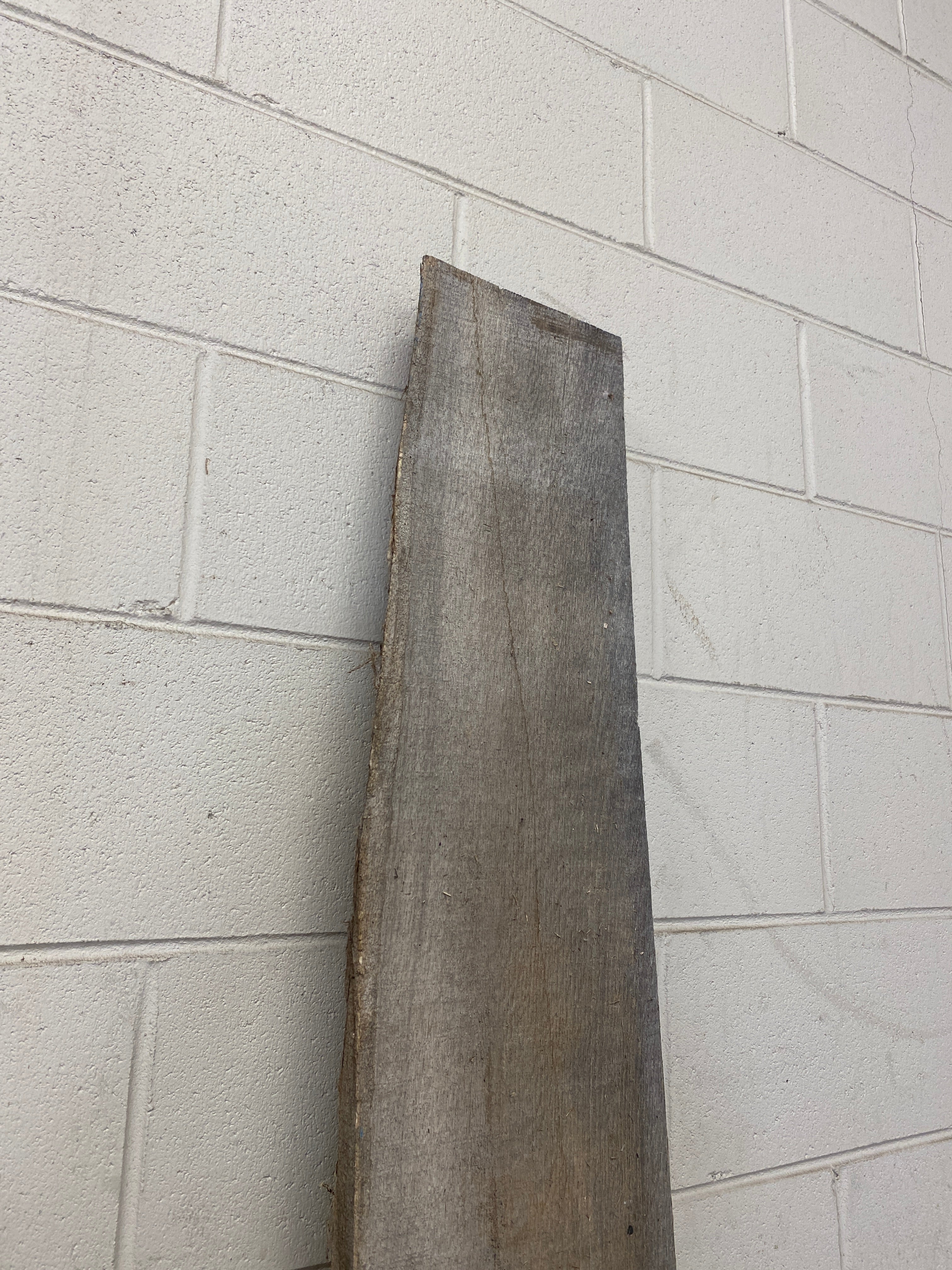 MSU Shadows Unknown Species Slab Wood #23