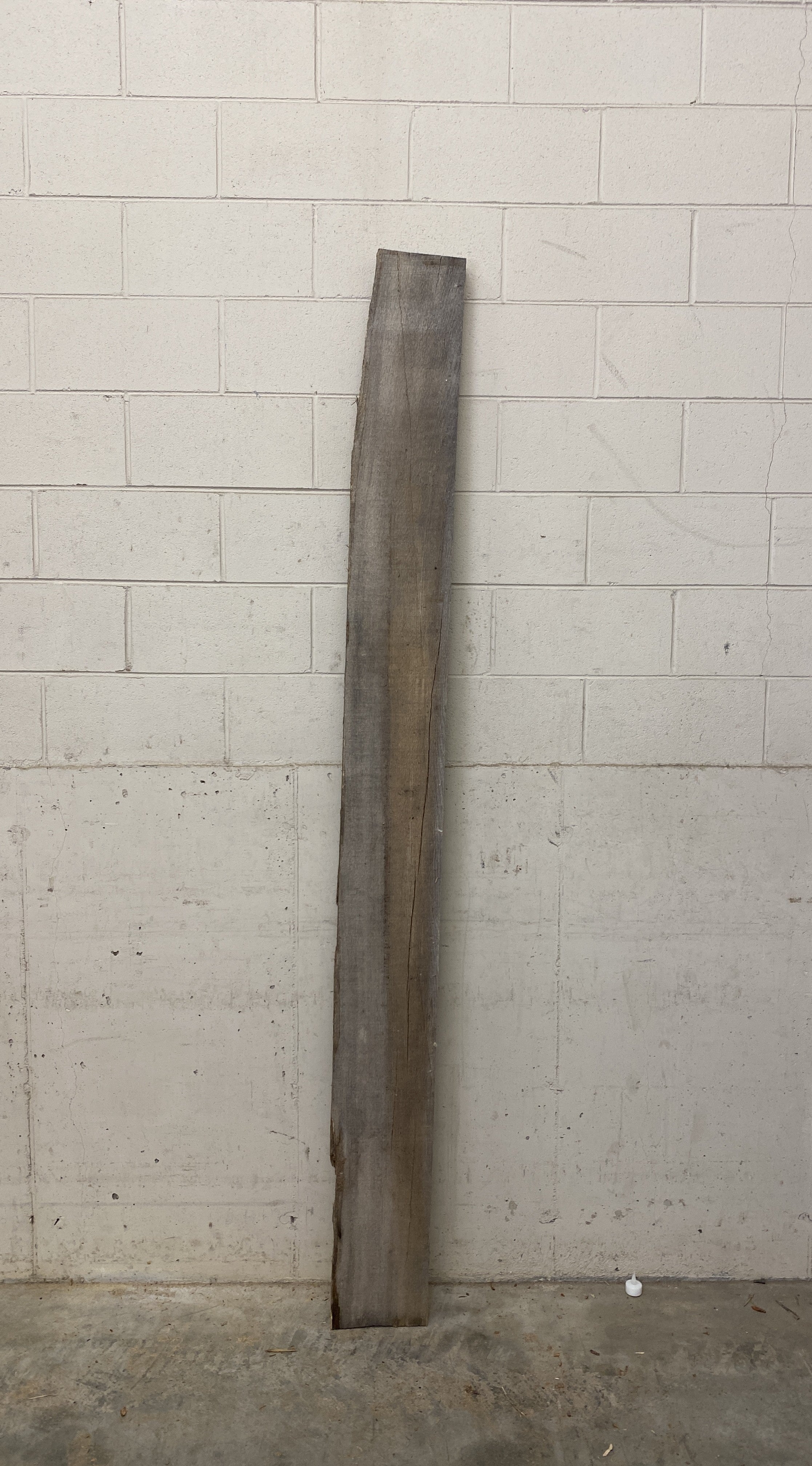 MSU Shadows Unknown Species Slab Wood #23