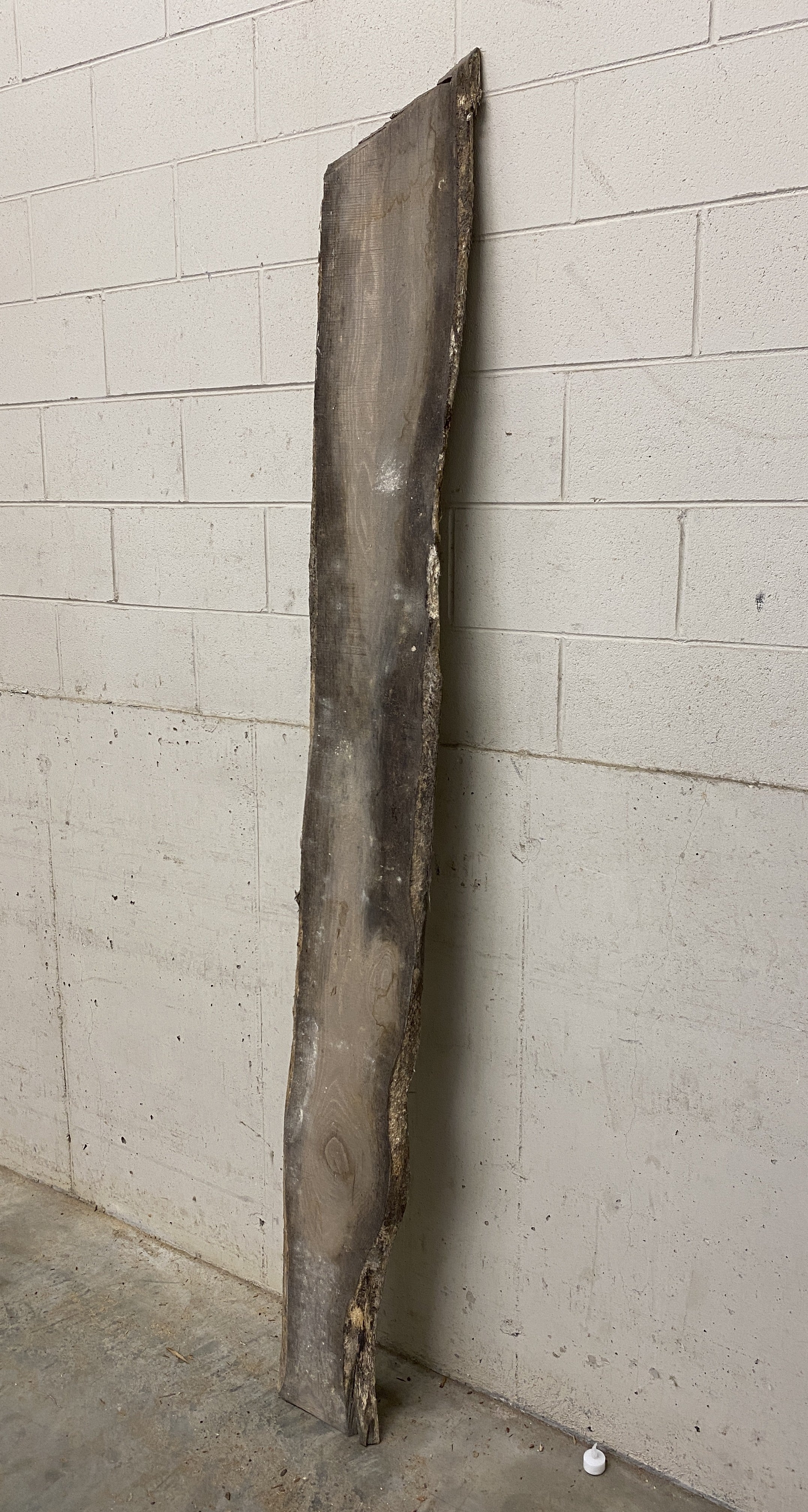 MSU Shadows Unknown Species Slab Wood #24