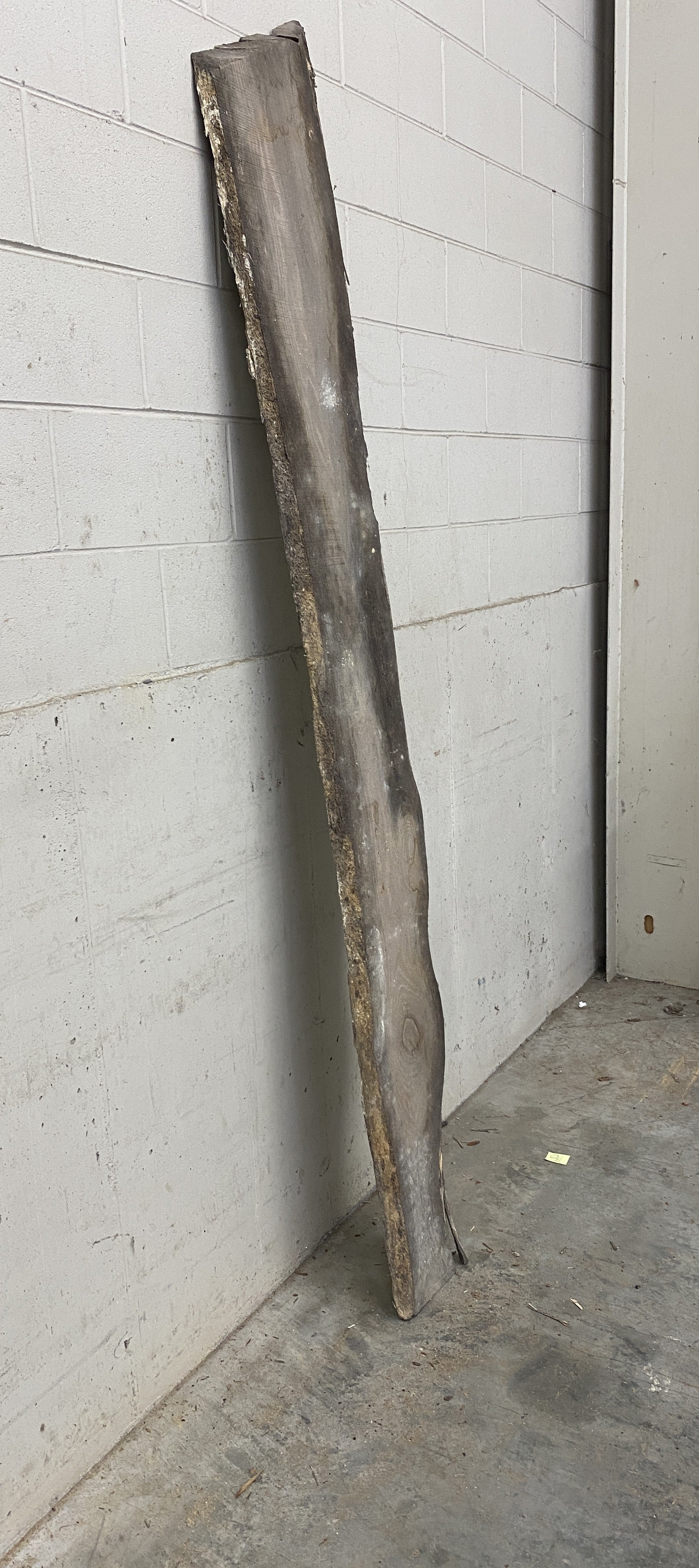 MSU Shadows Unknown Species Slab Wood #24