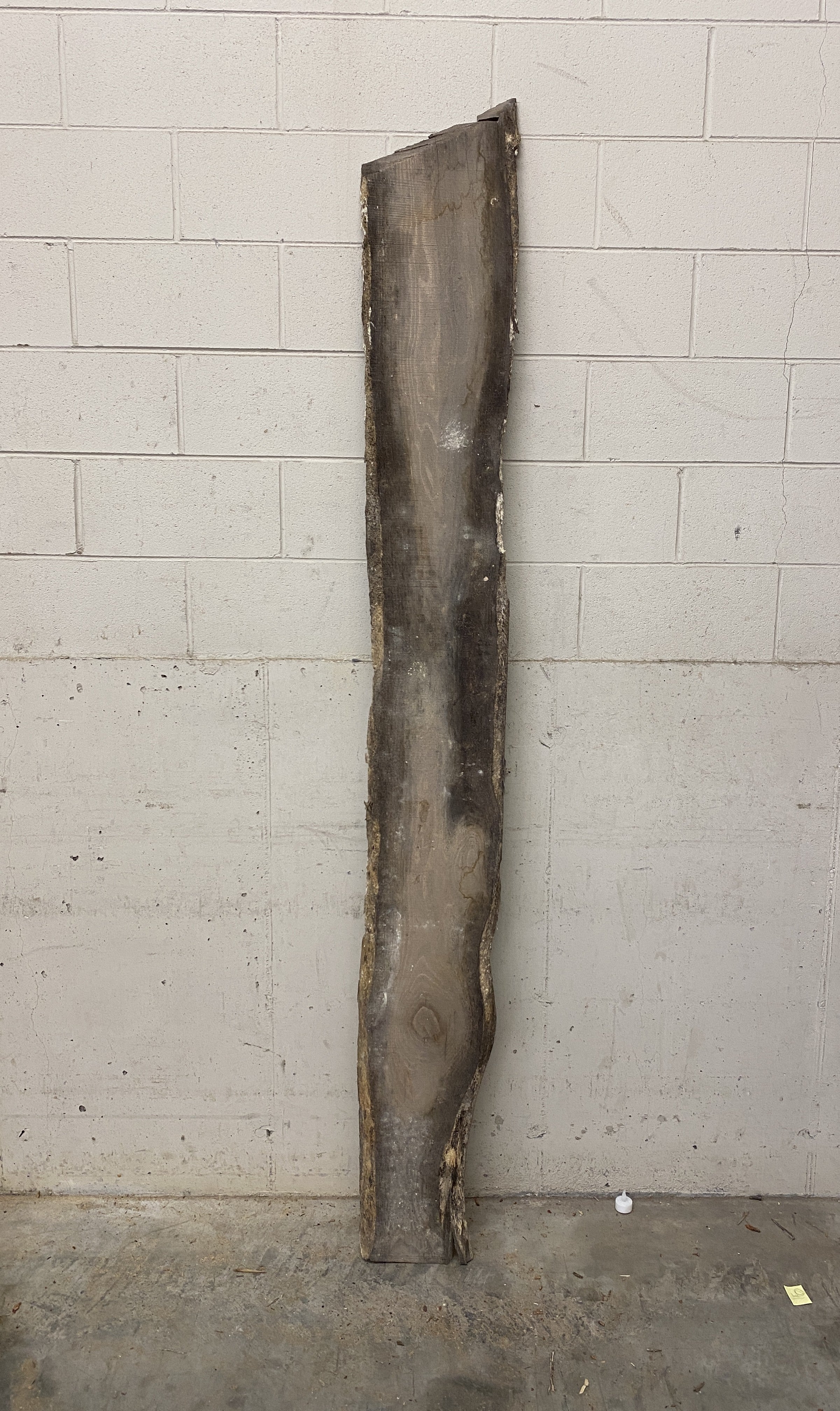 MSU Shadows Unknown Species Slab Wood #24