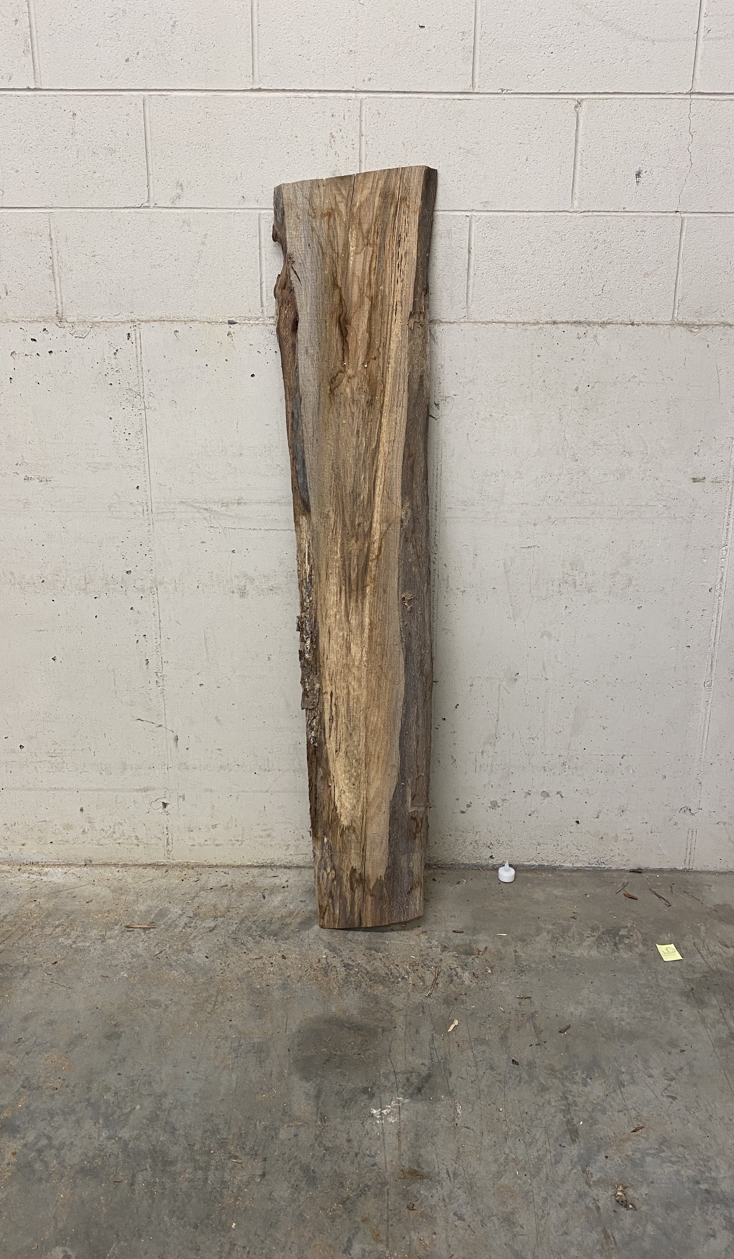 MSU Shadows Unknown Species Slab Wood #25