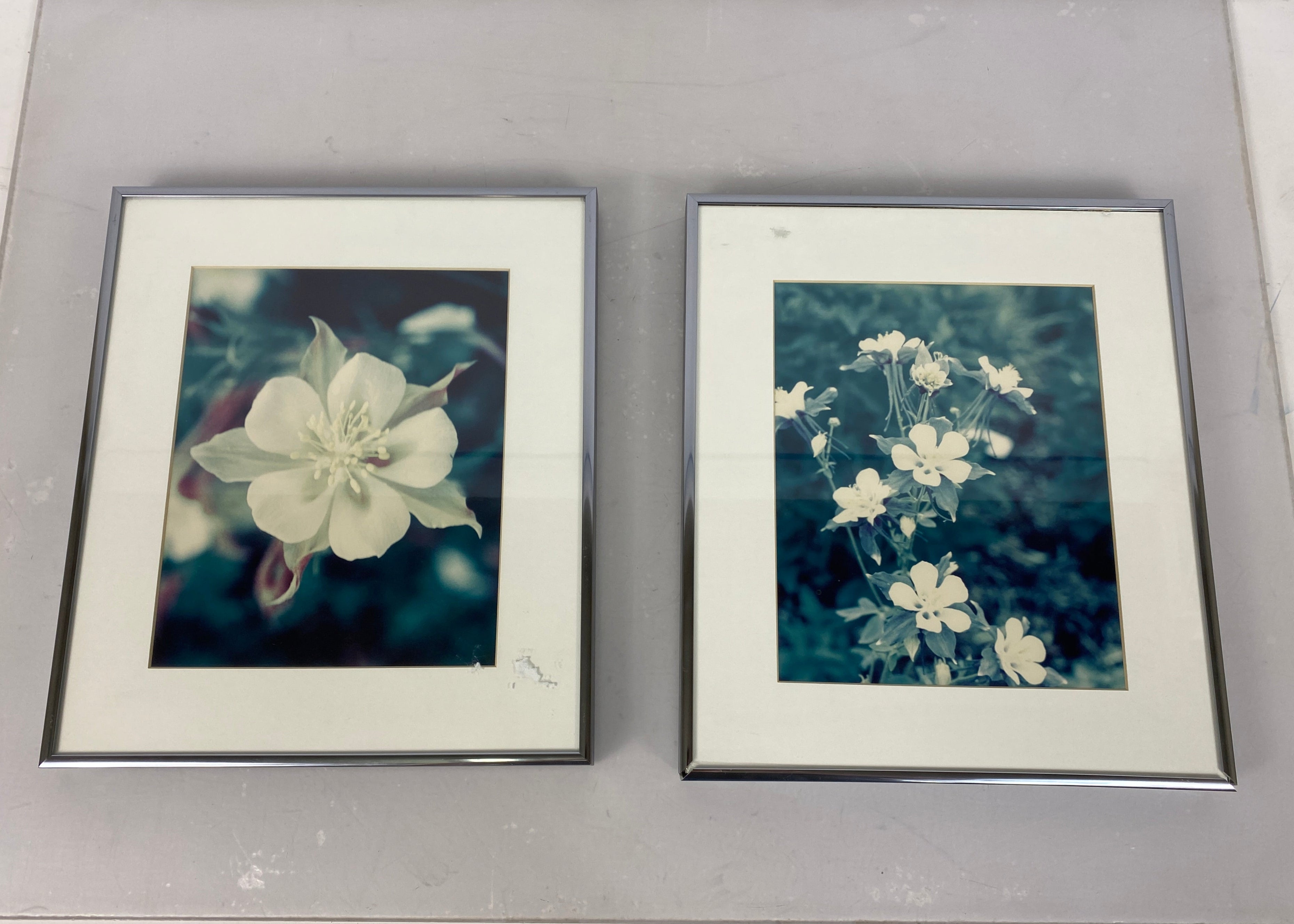 Nielsen Metal Framed Photographs of Columbine Flower