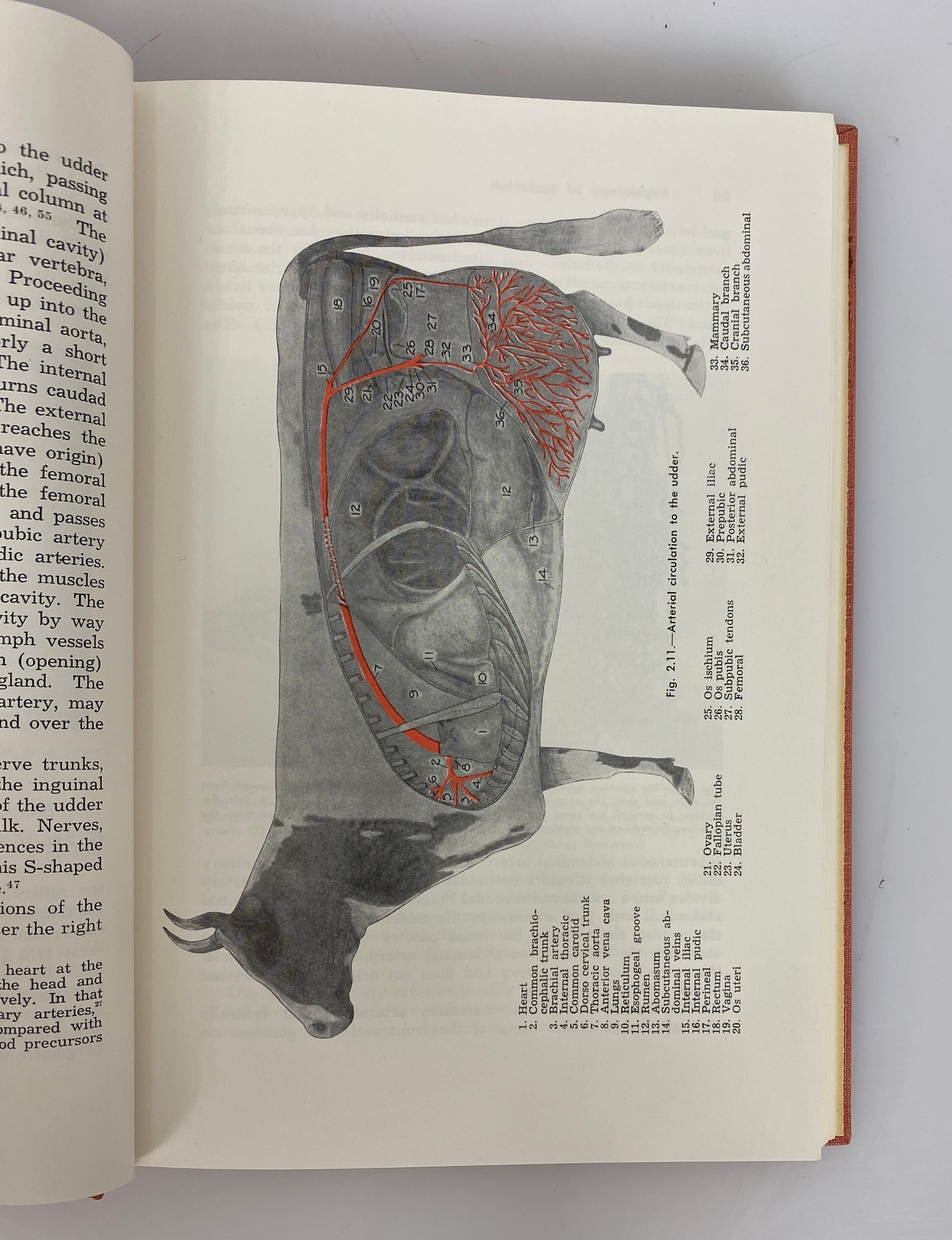 Physiology of Lactation by Vearl Smith 1959 Vintage HC