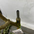 Realead Fake Decorative/Interchangeable Olive Tree