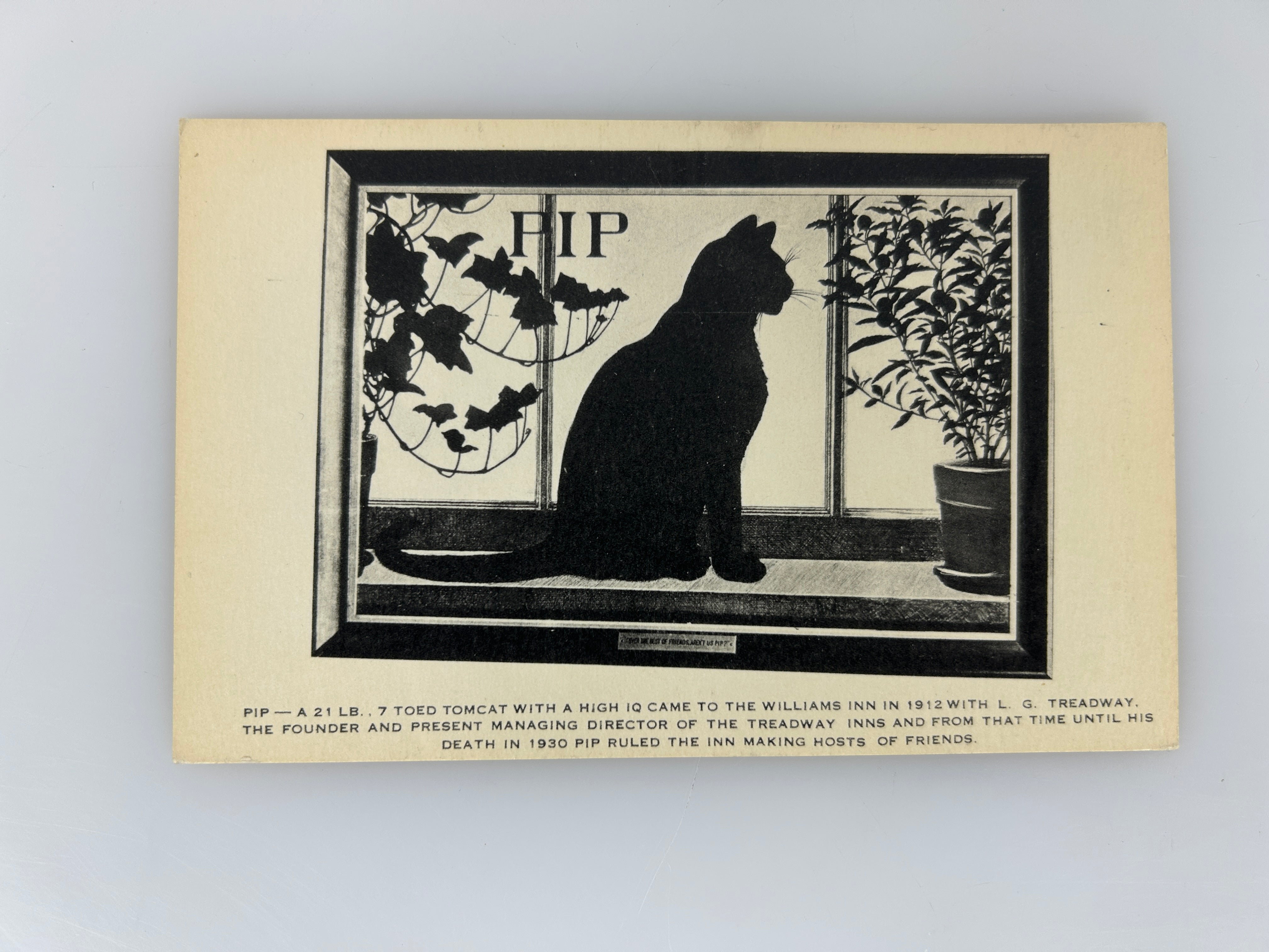 Remembering Pip-Silhouette Art of Kitty Cat-Williams Inn-Mass-Vintage Postcard