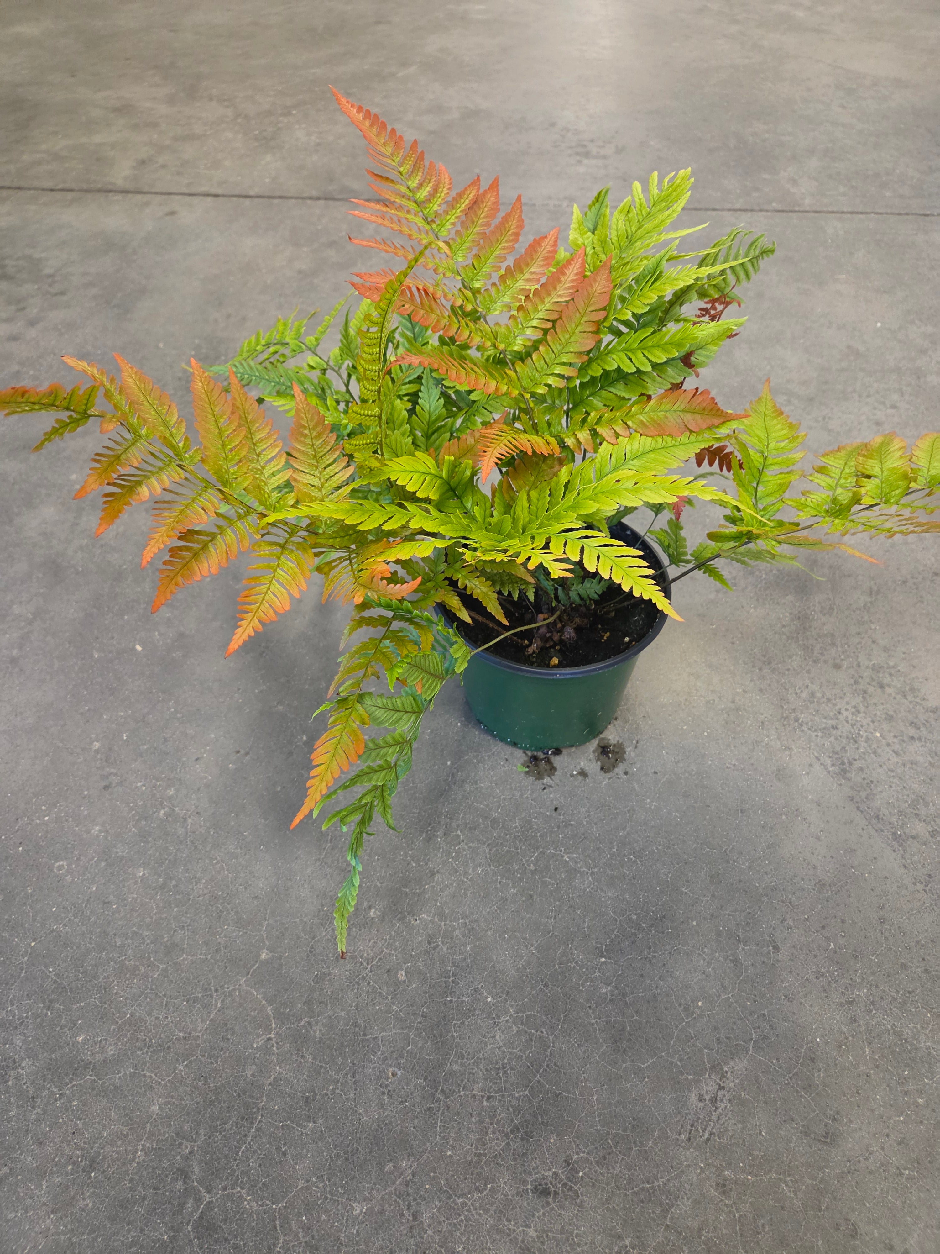 "Brilliance" Japanese Red Shield Fern
