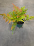 "Brilliance" Japanese Red Shield Fern