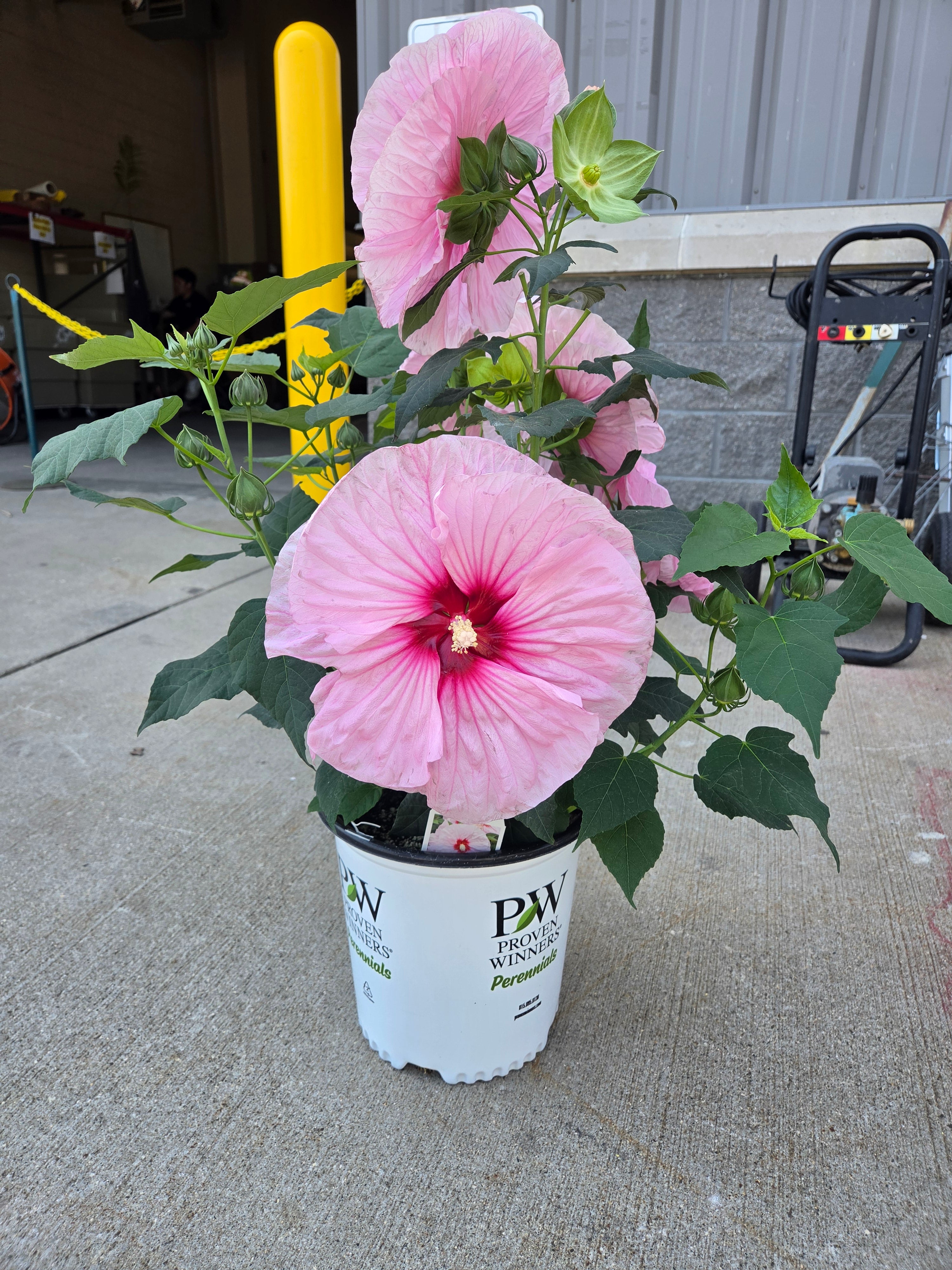 "All Eyes on Me" Hibiscus 2-Gallon