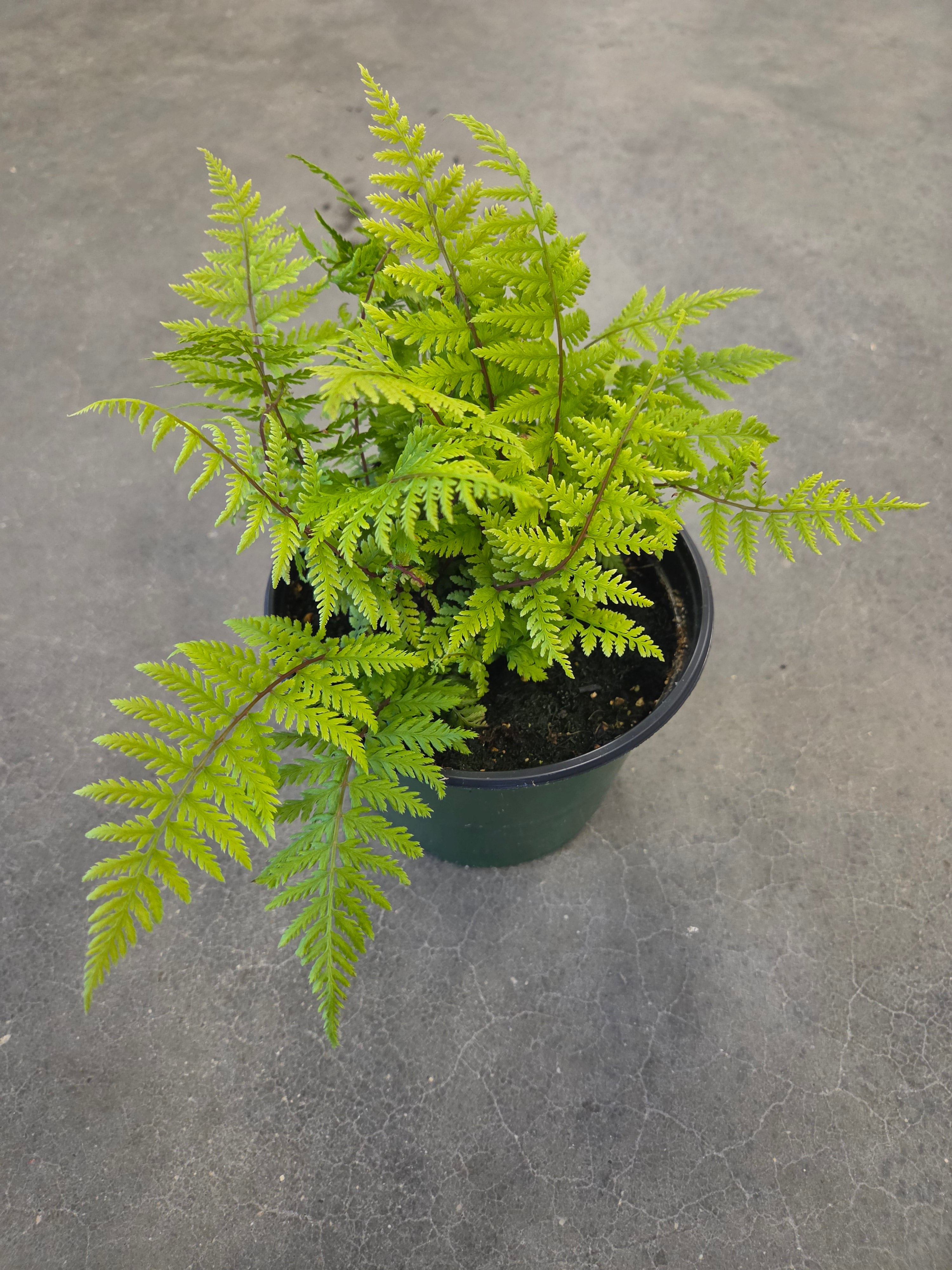 "Lady In Red" Lady Fern
