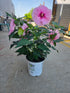 "All Eyes on Me" Hibiscus 2-Gallon