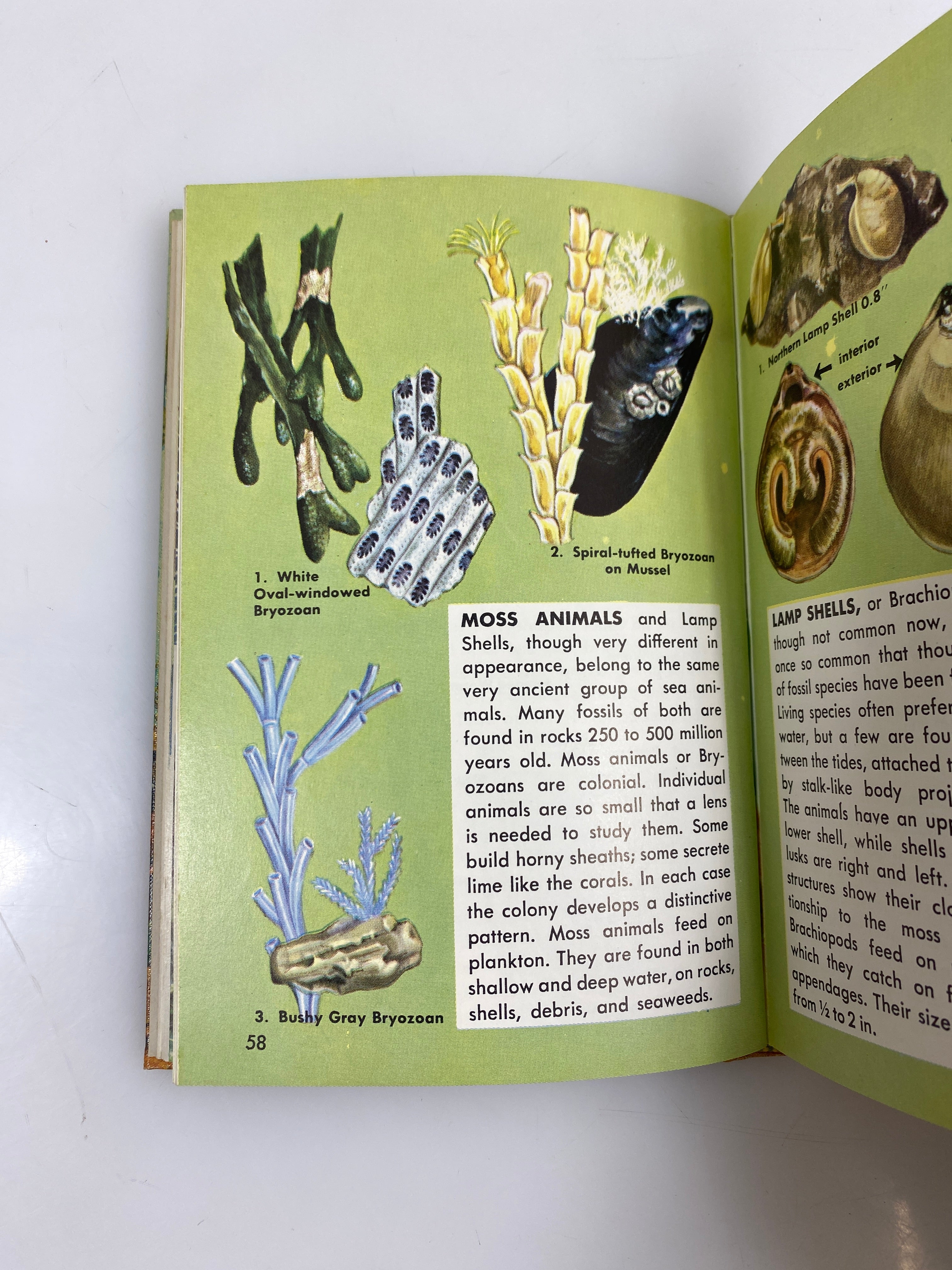Seashores by Zim/Ingle Golden Nature Guide Ex-library 1955 HC